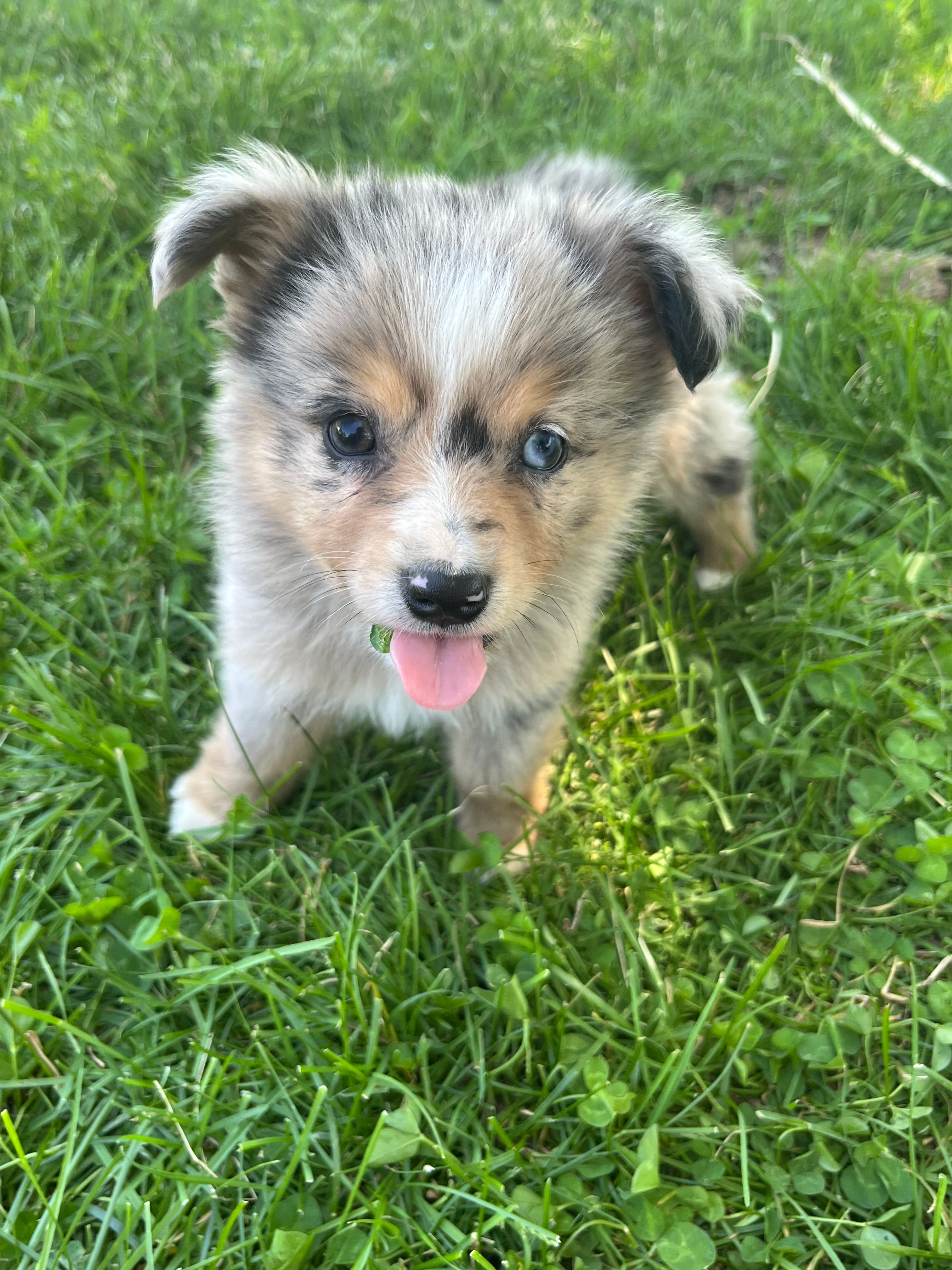 Blueberry  – Toy Australian Shepherd puppy for sale in Bolivar, MO