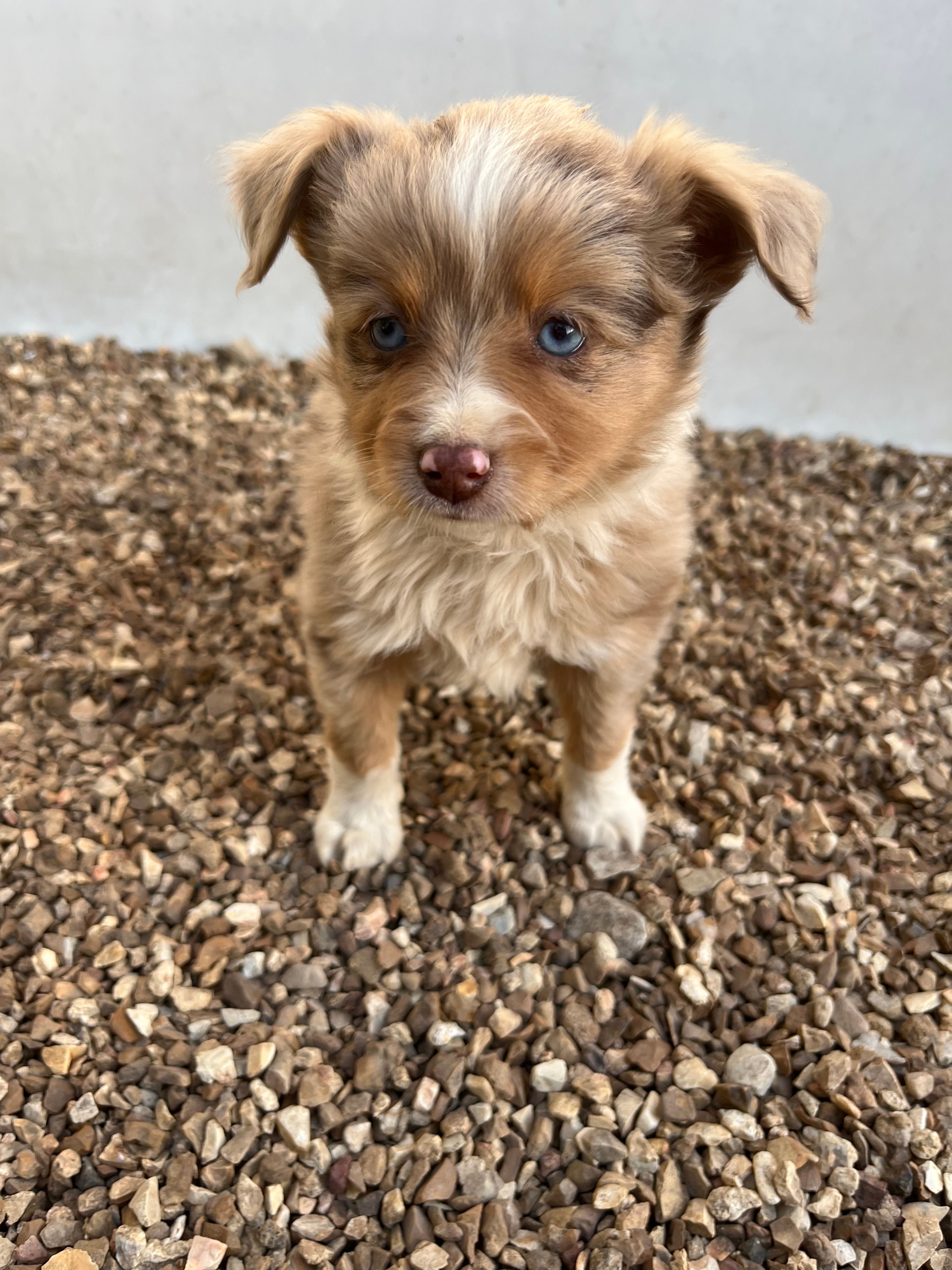 Toy Red Merle  – Toy Australian Shepherd puppy for sale in Bolivar, MO