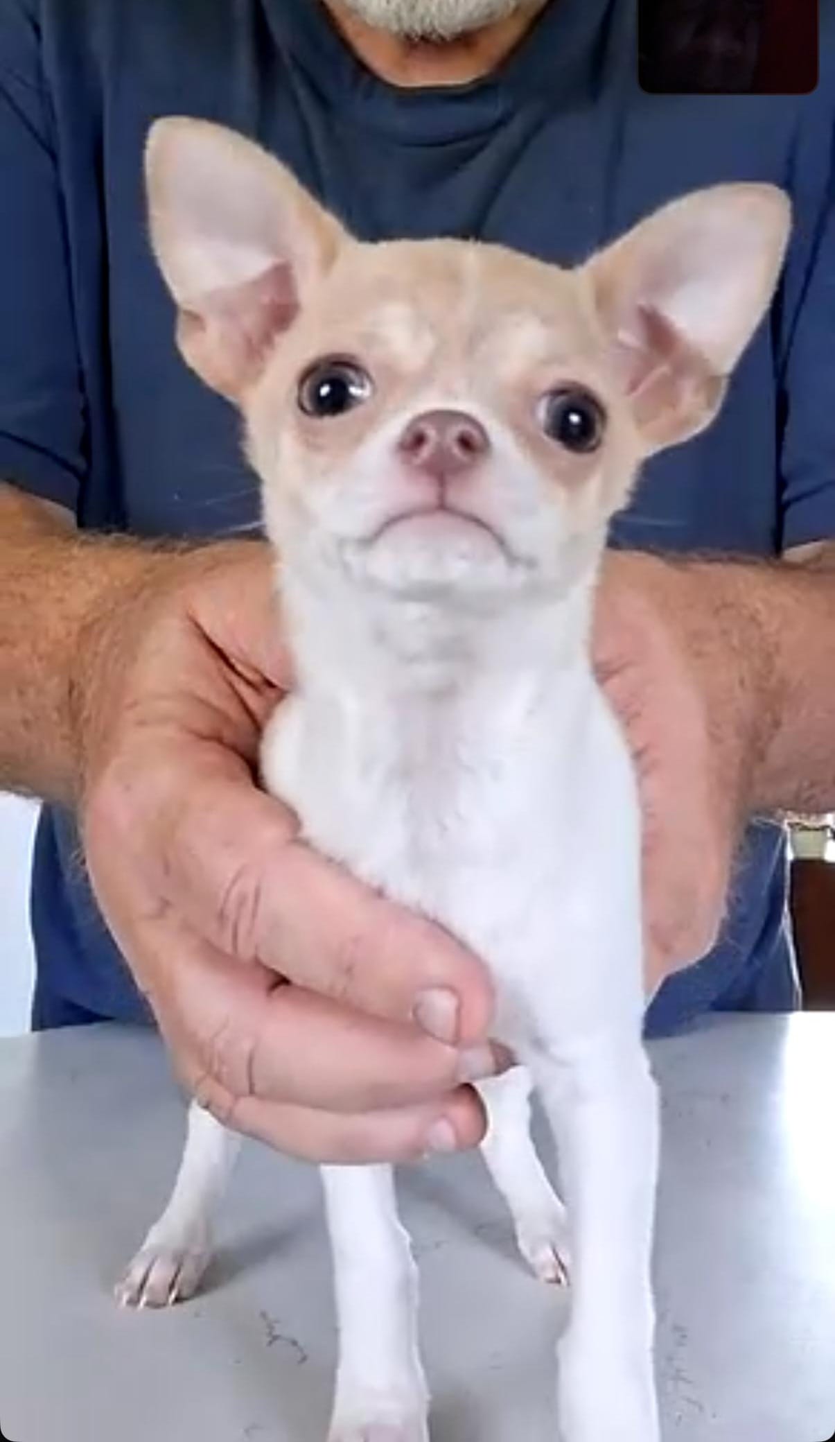 Ivy – Chihuahua puppy for sale in Canton, IL