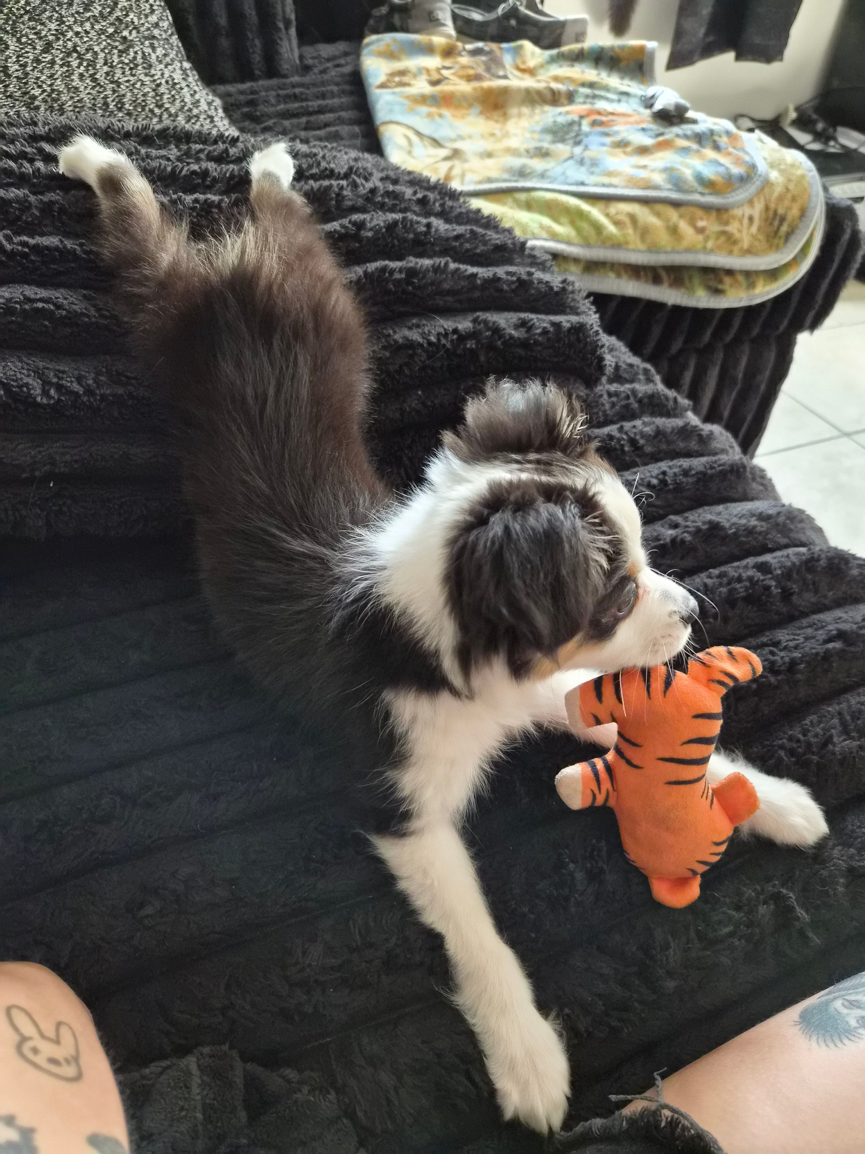 Lucy  – Toy Australian Shepherd puppy for sale in St. Petersburg, FL