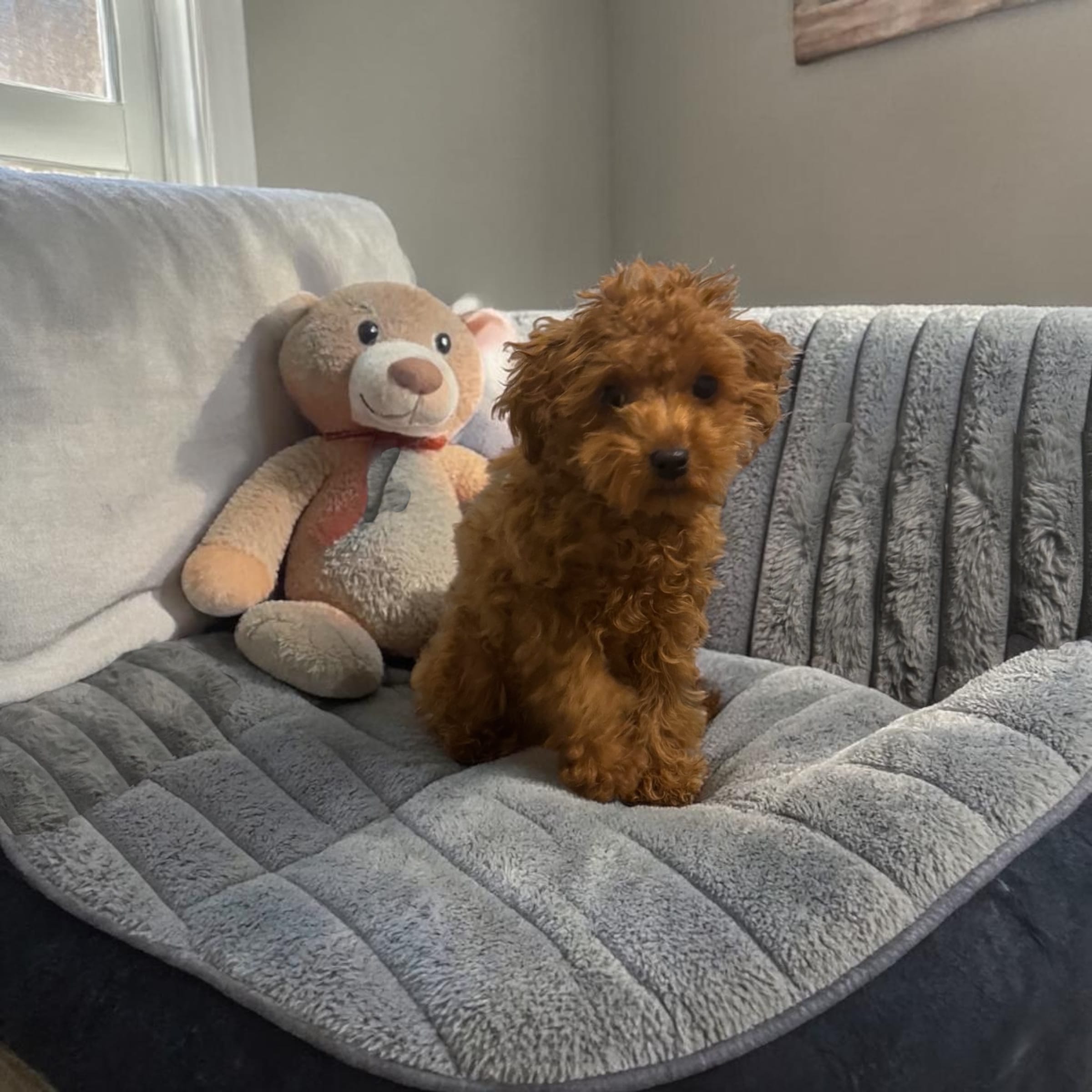AKC Teacup Peanut – Poodle - Toy  puppy for sale in Hampstead, NC