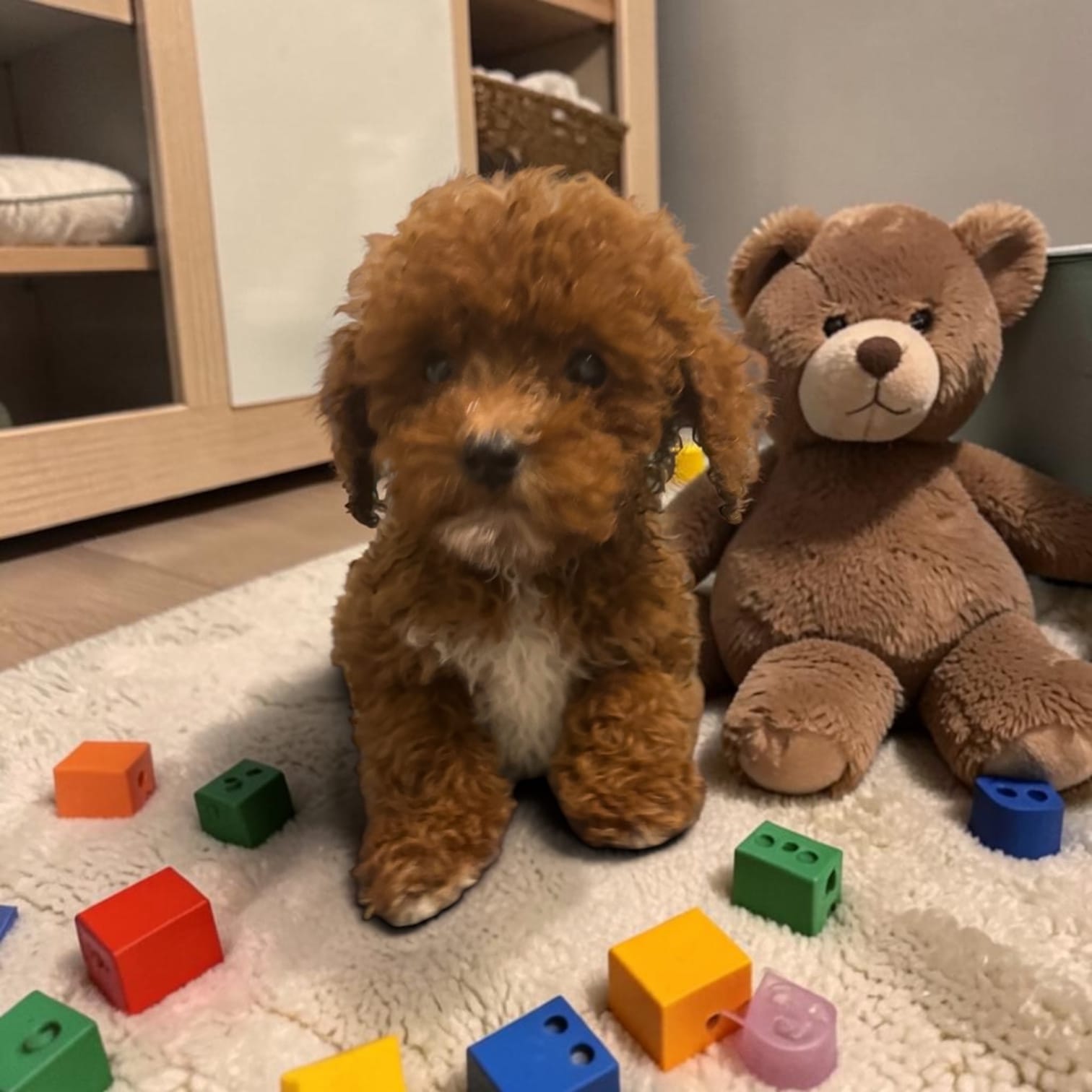 Teacup Gizmo – Maltipoo puppy for sale in Hampstead, NC