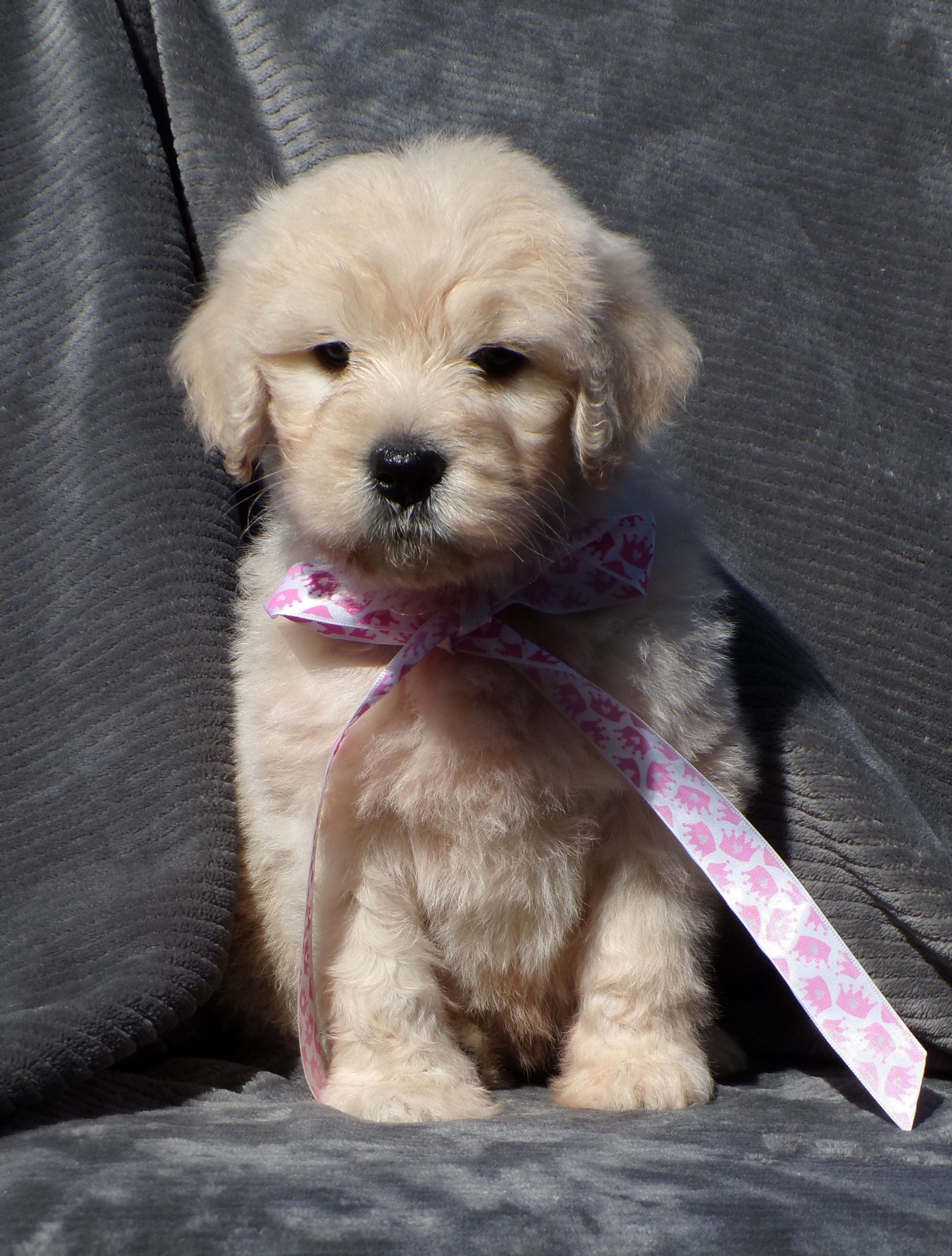 Kiah~english goldendoodle