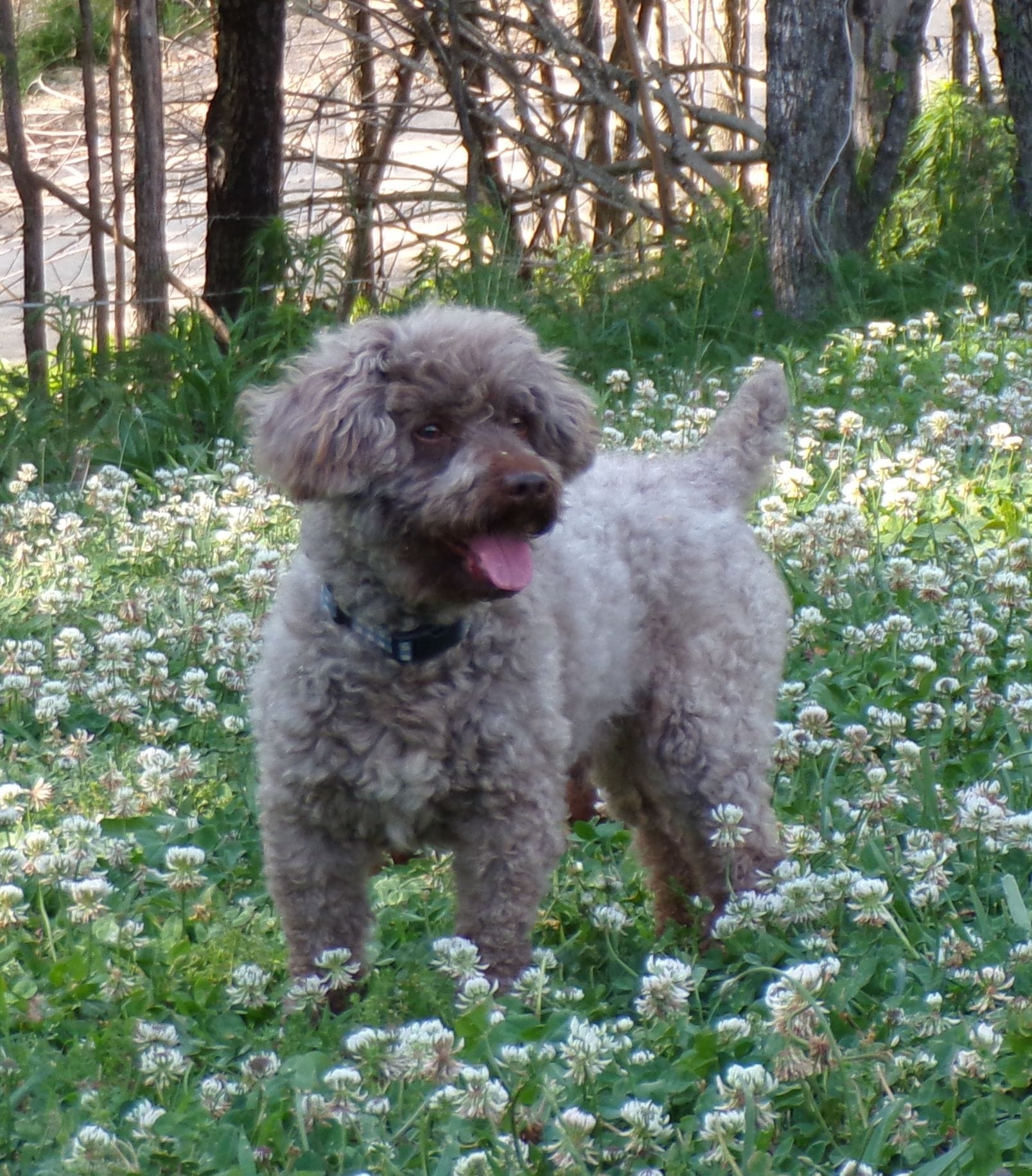 Sebastian – Poodle - Toy  puppy for sale in Hurricane Mills, TN