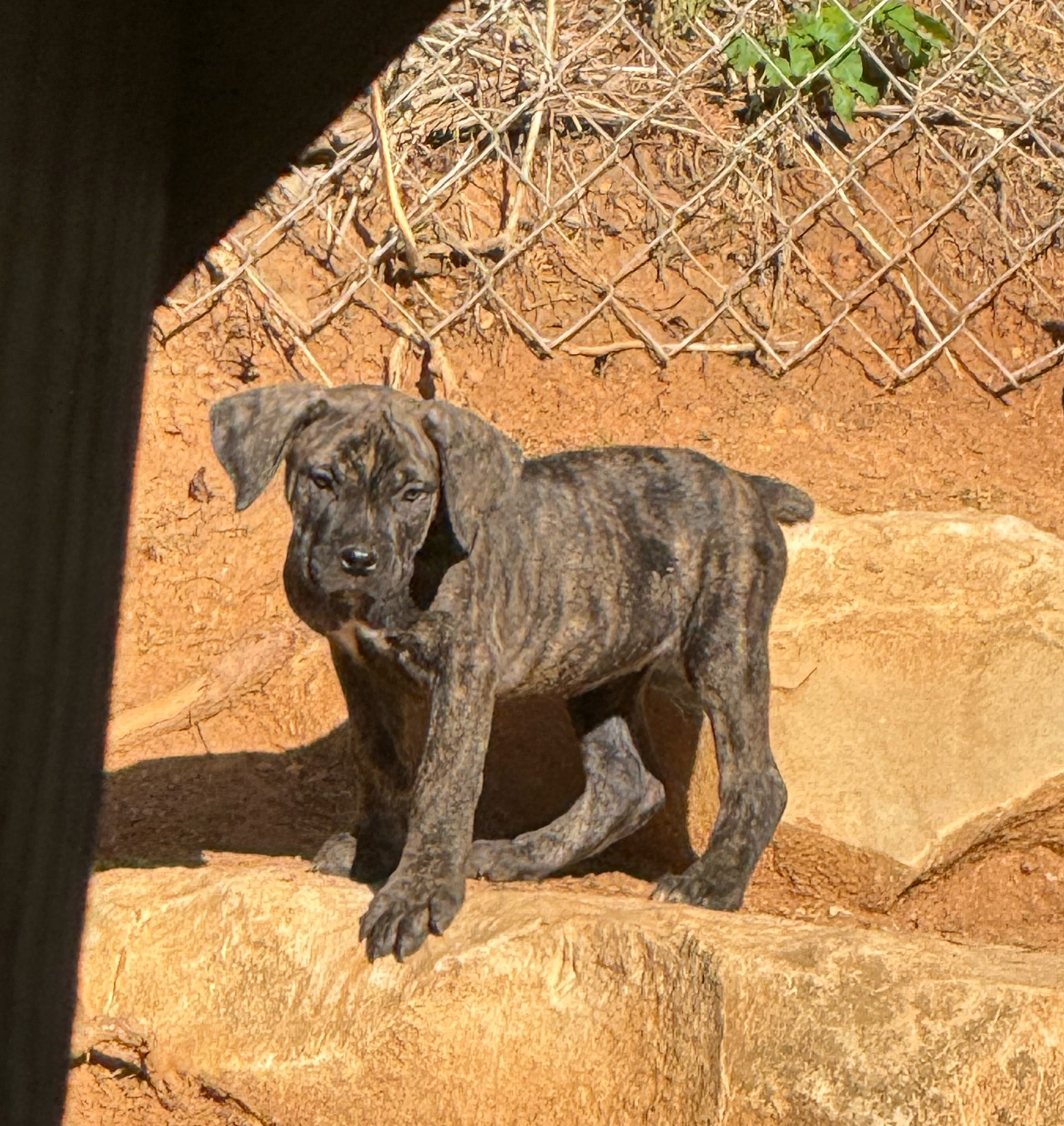 Black Brindle male – Cane Corso puppy for sale in Somerset, KY