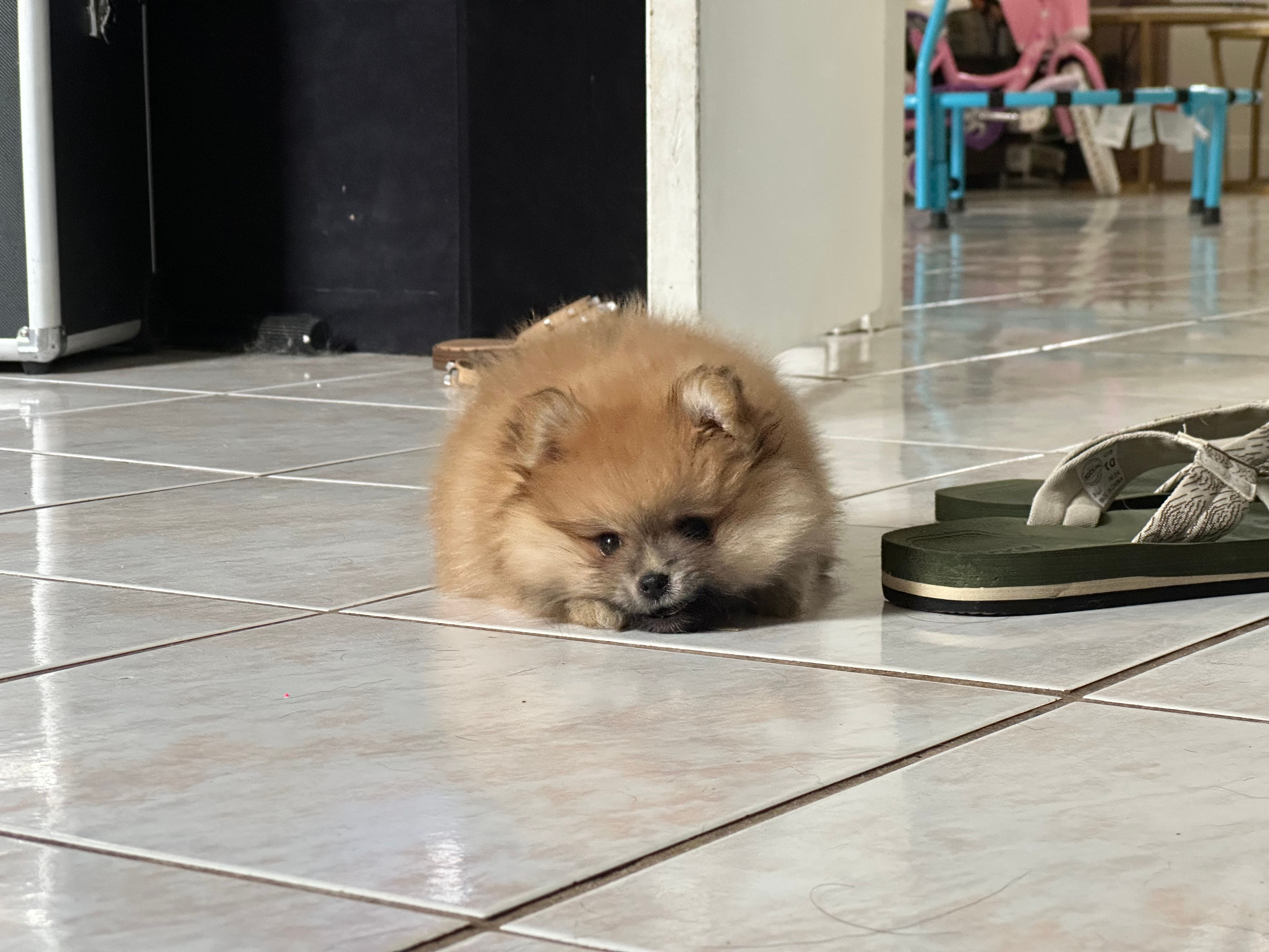 Honey Orange Pomeranian – Pomeranian puppy for sale in Miami, FL