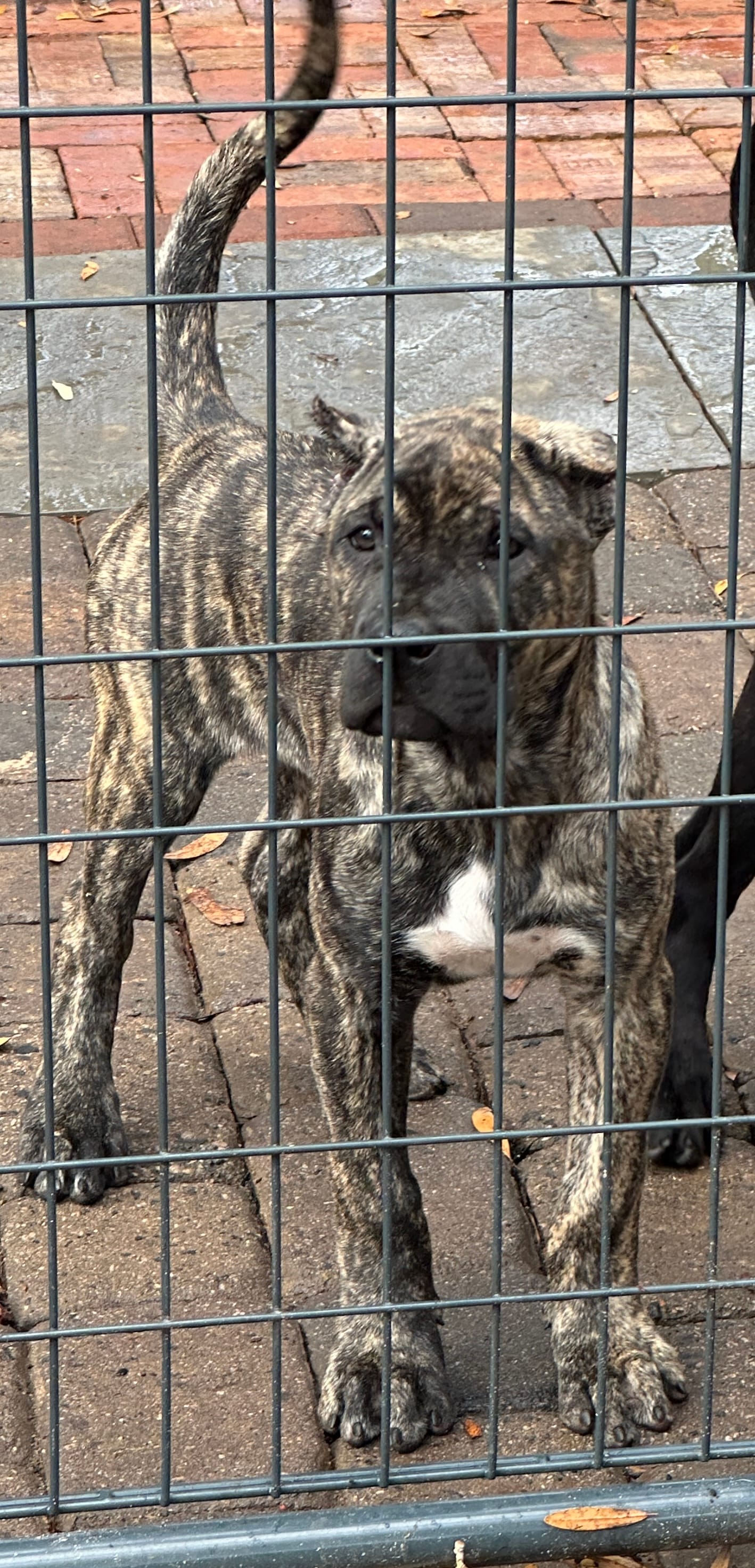 Cali – Perro de Presa Canario puppy for sale in Mount Pleasant, SC