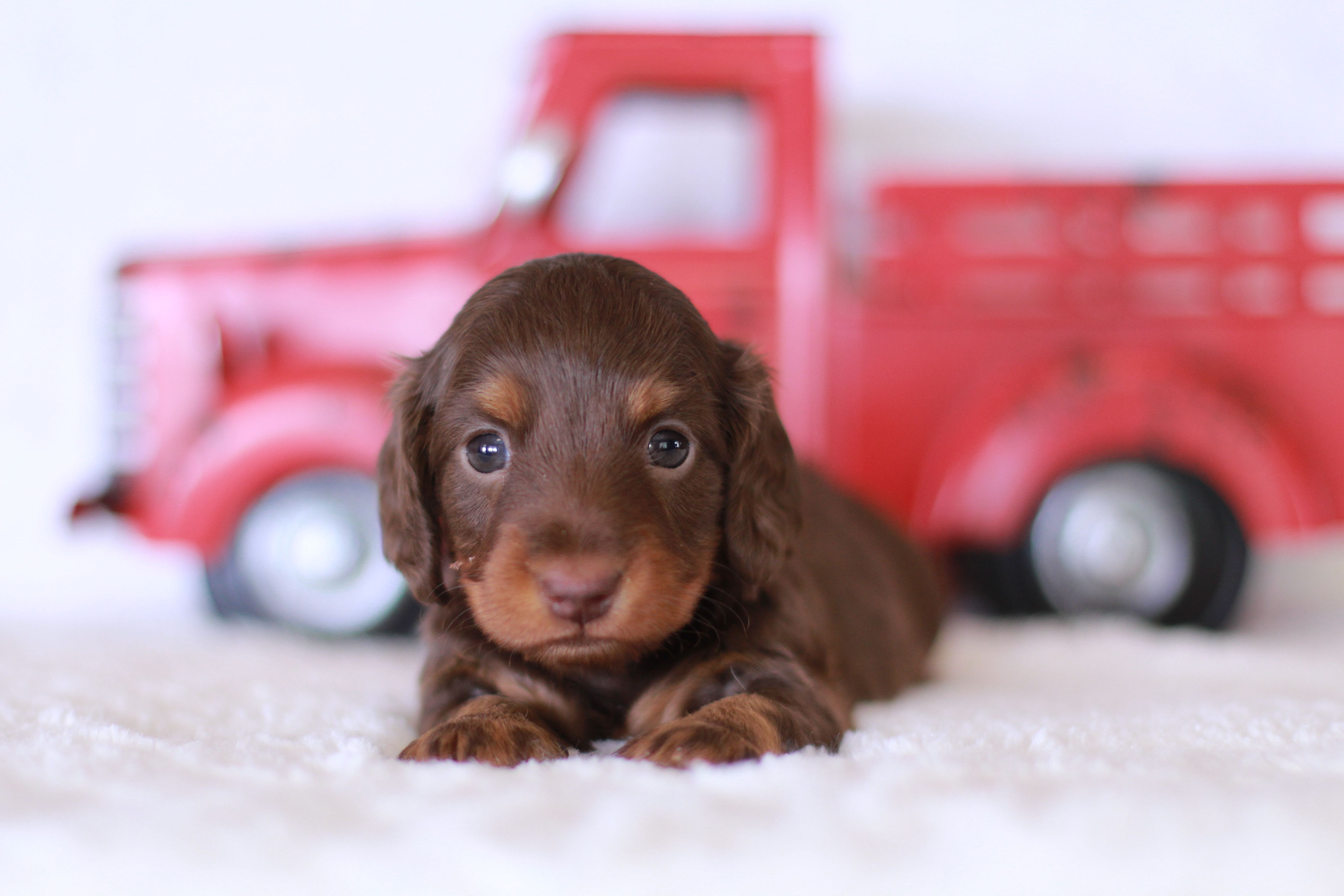 Tiny Timmy  – Miniature Dachshund puppy for sale in Newberry, IN
