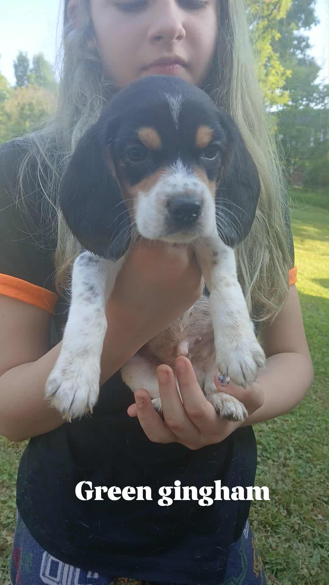 Polly's green gingham boy – Beagle puppy for sale in Monroe, VA