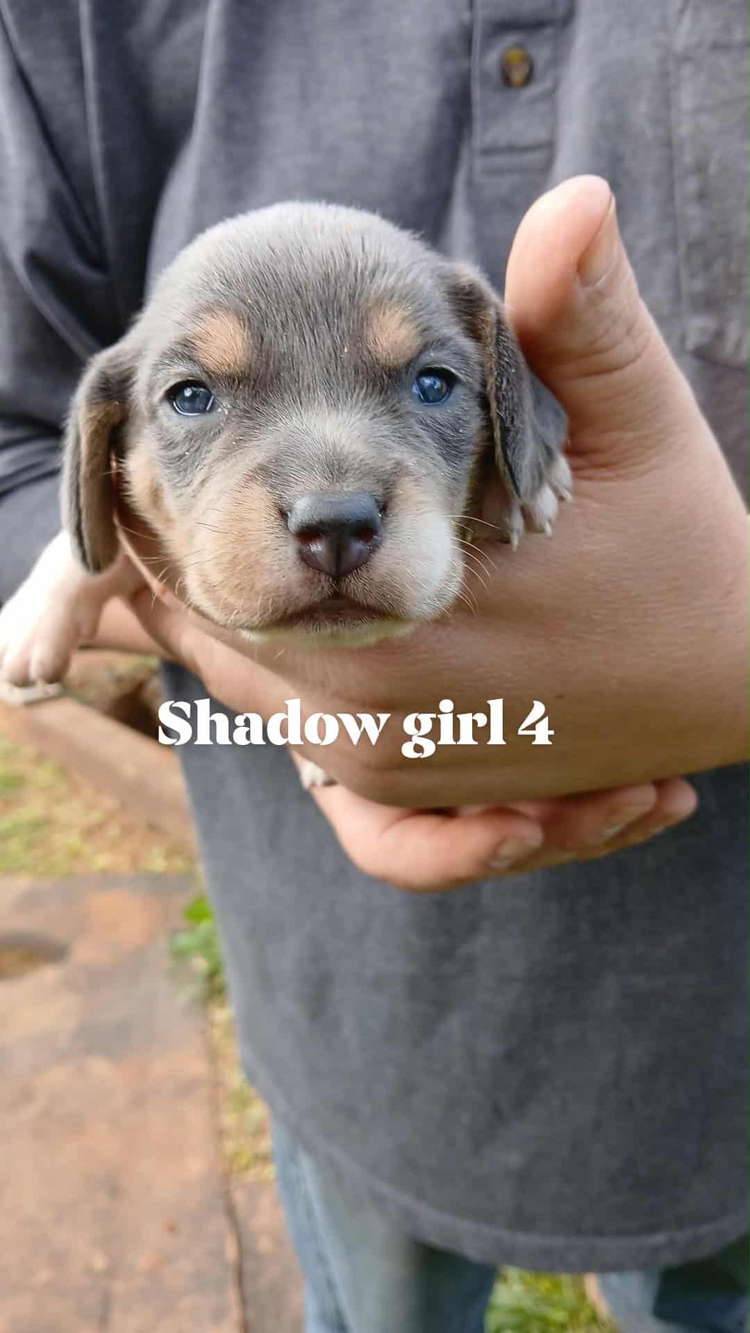 Shadow's girl 4 – Beagle puppy for sale in Monroe, VA