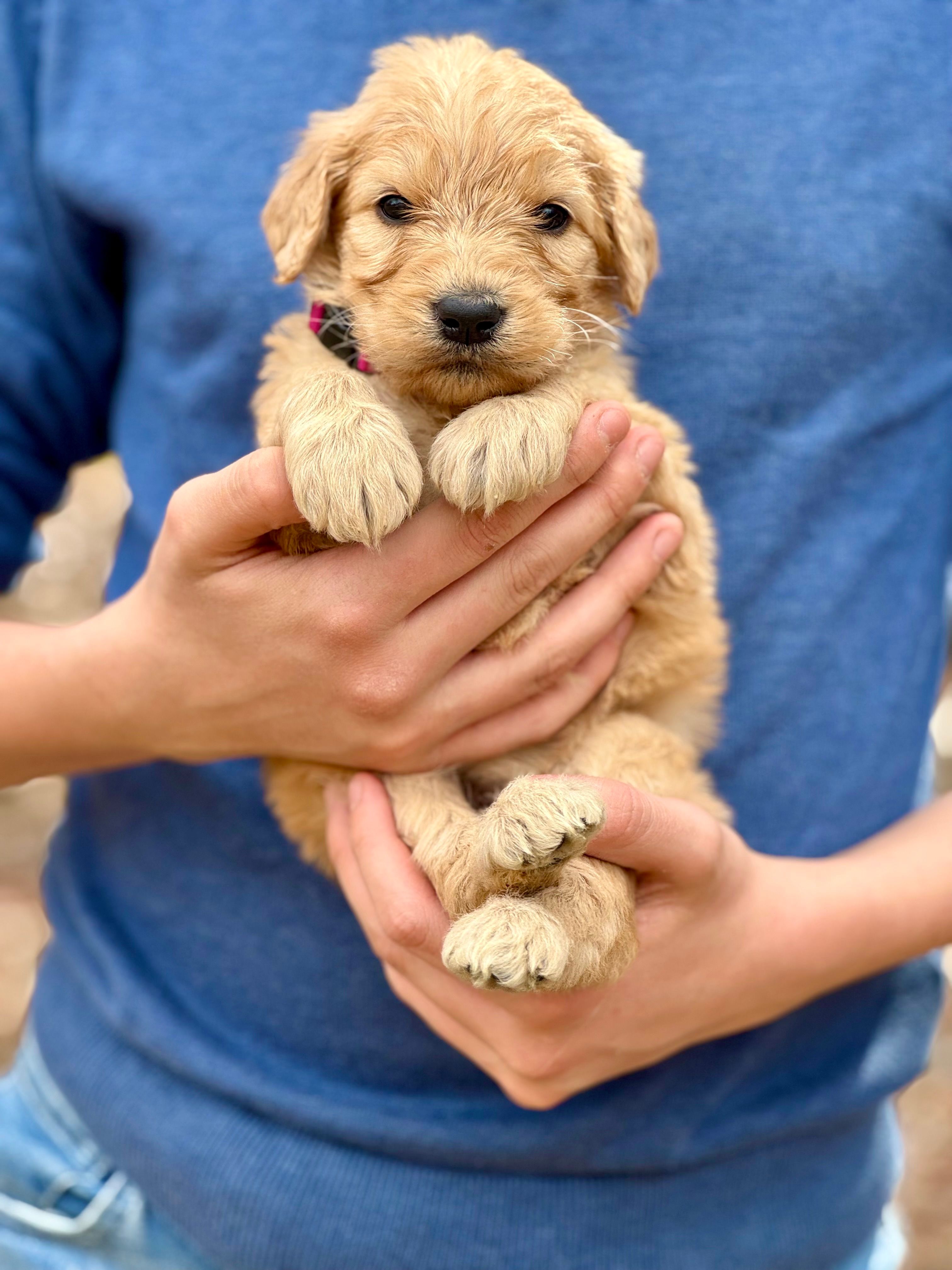 Jessie F1 Standard Female – Goldendoodle puppy for sale in Knoxville, TN