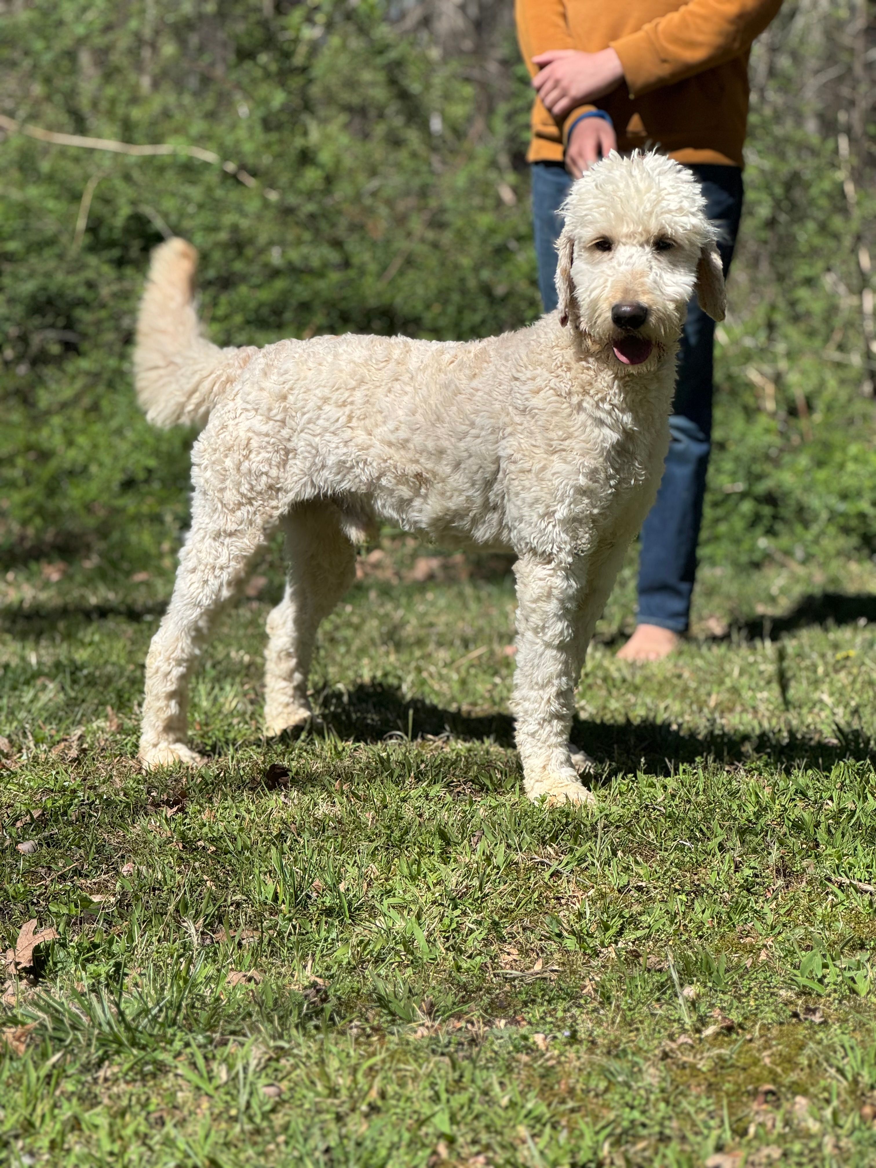 Finn - Medium F1 Stud - Trained – Goldendoodle puppy for sale in Atlanta, GA