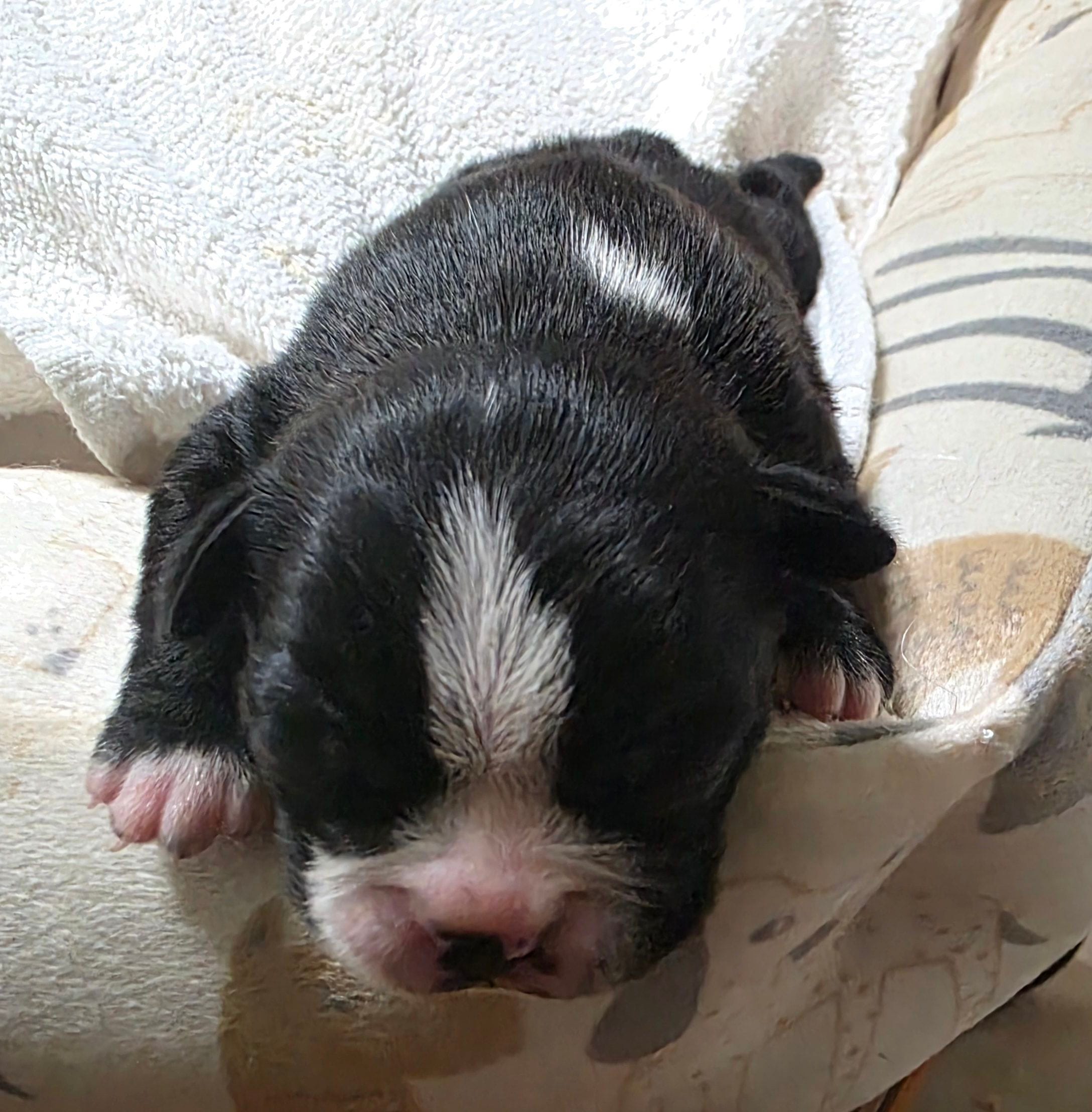 Peaches, a female Boston Terrier for sale in Lakeland, FL – 2 of 3