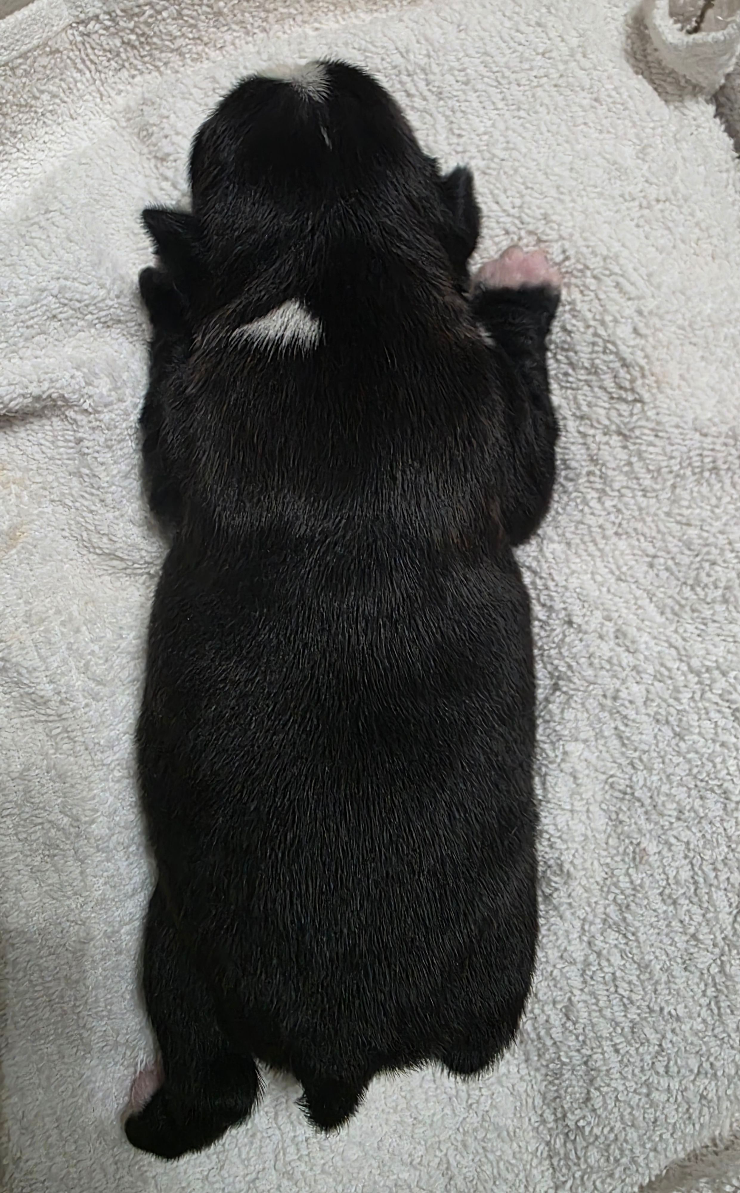 Peaches – Boston Terrier puppy for sale in Lakeland, FL