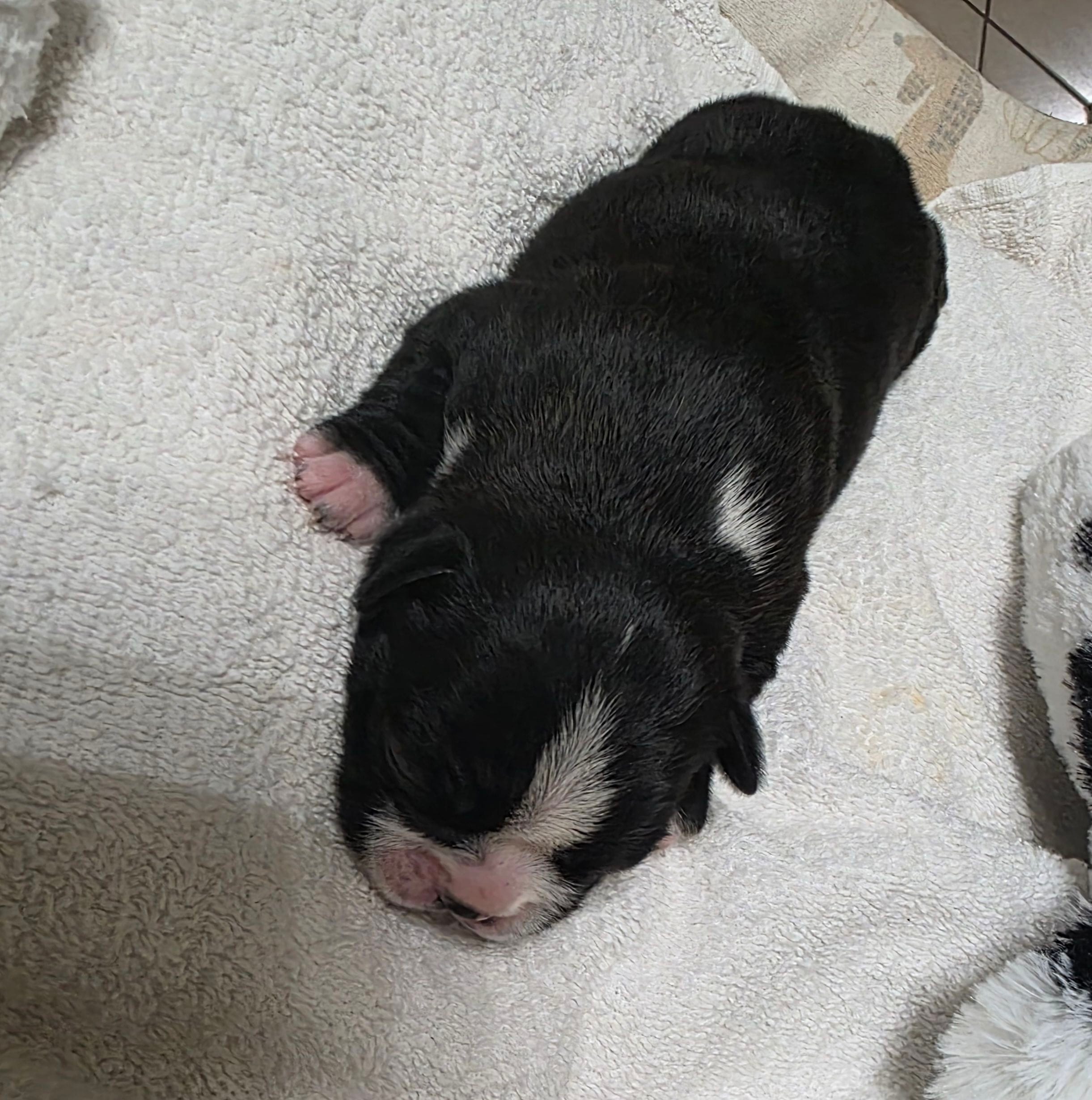Peaches, a female Boston Terrier for sale in Lakeland, FL – 3 of 3