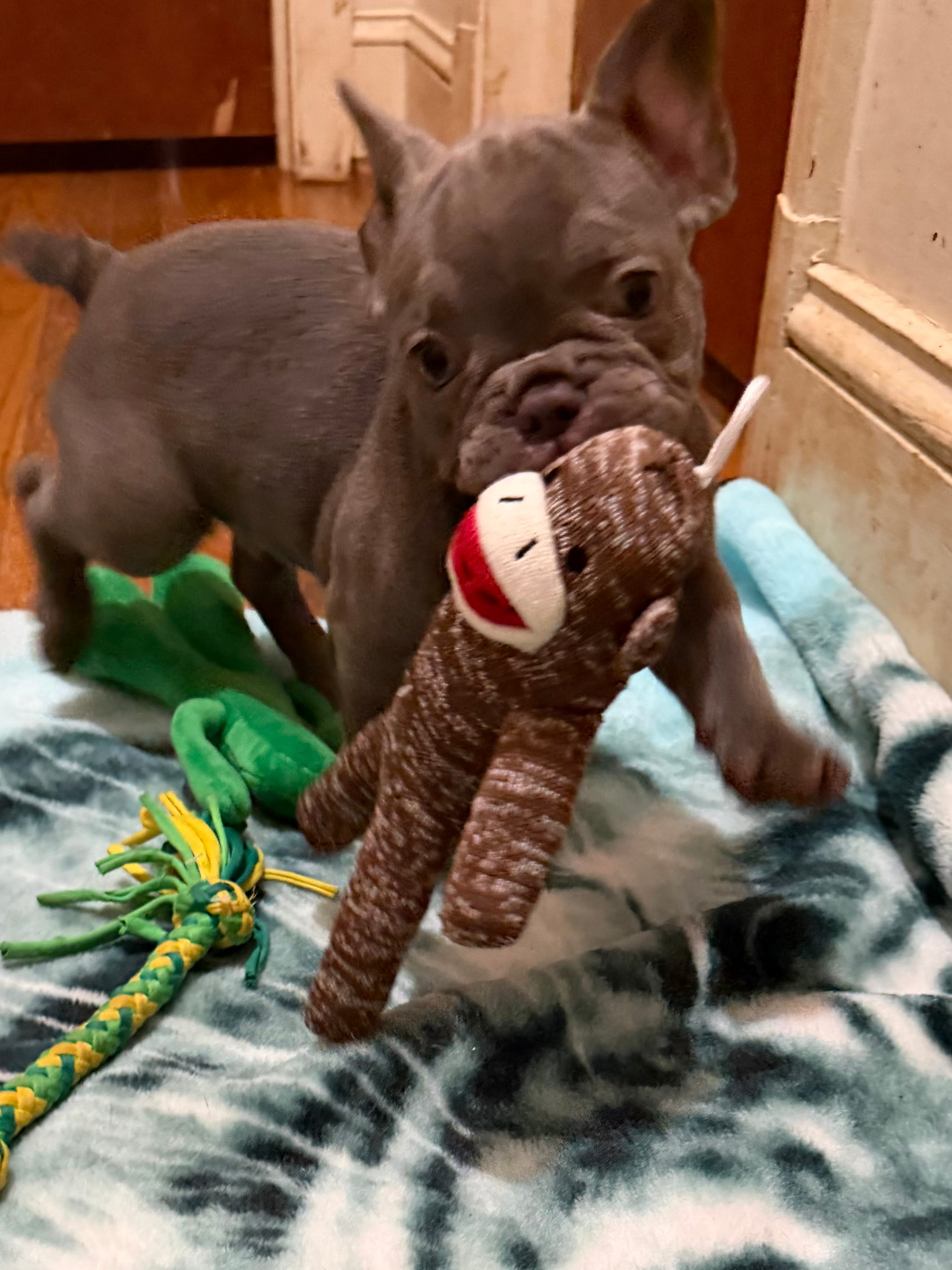 Dunken – French Bulldog puppy for sale in Burlington, NC