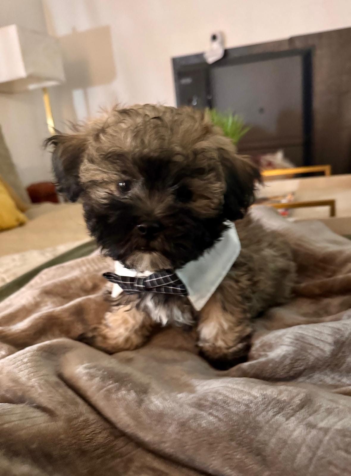 Lucas – Shih Tzu puppy for sale in Phoenix, AZ