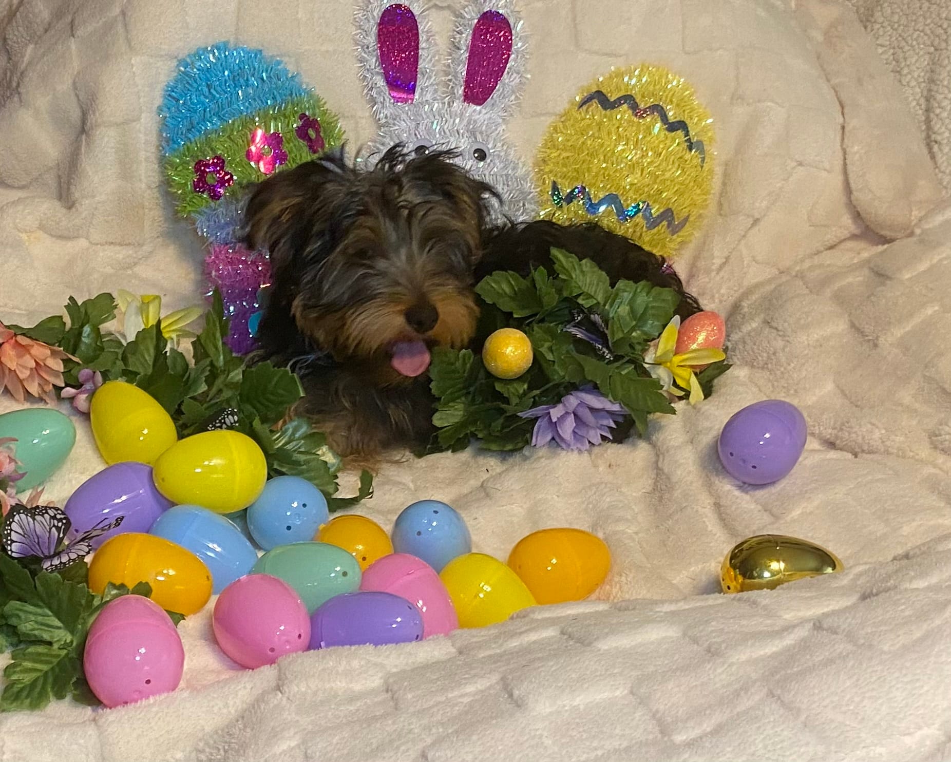 Olivia Y # 1 – Yorkshire Terrier puppy for sale in Seminole, OK