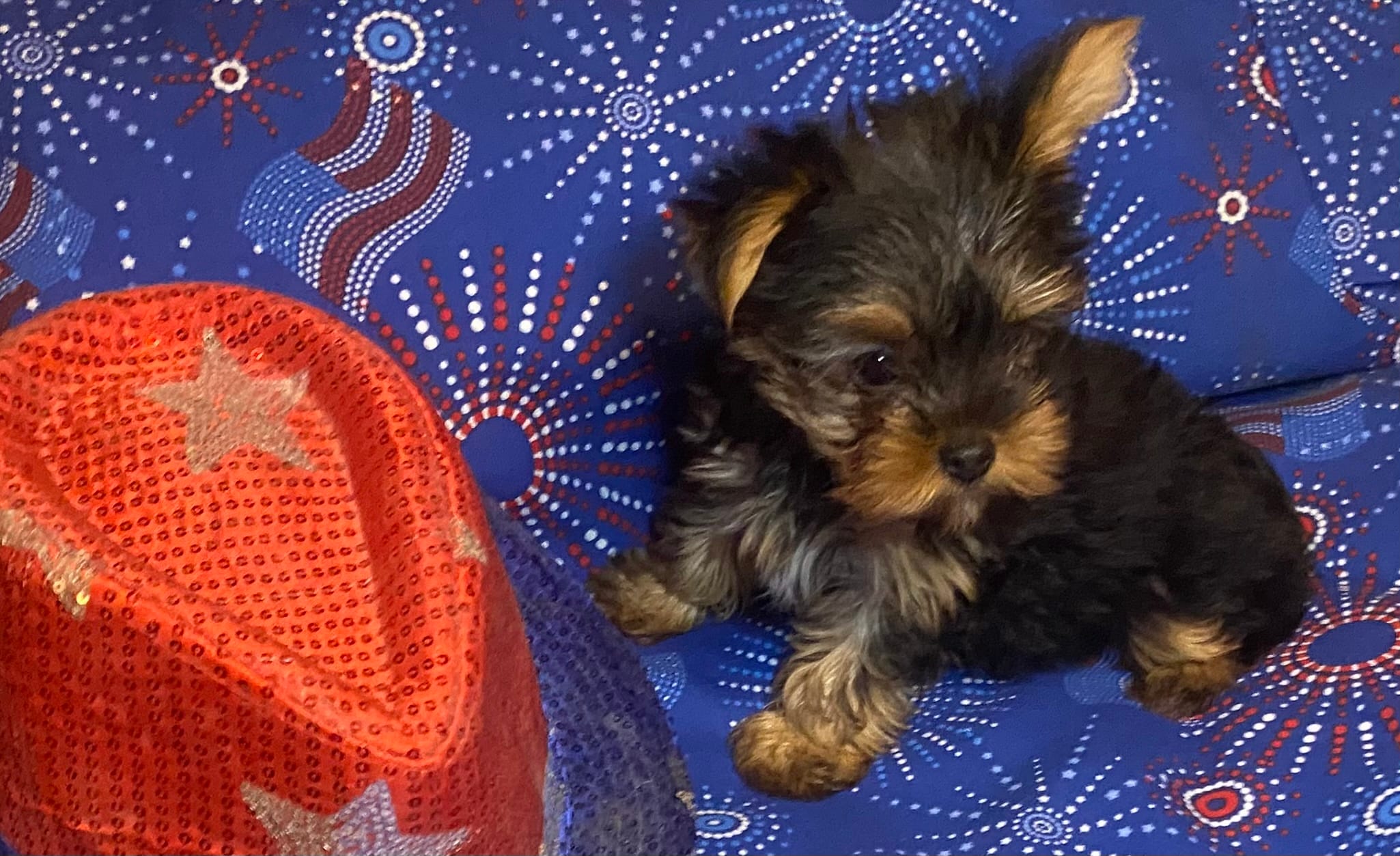 Victoria – Yorkshire Terrier puppy for sale in Seminole, OK