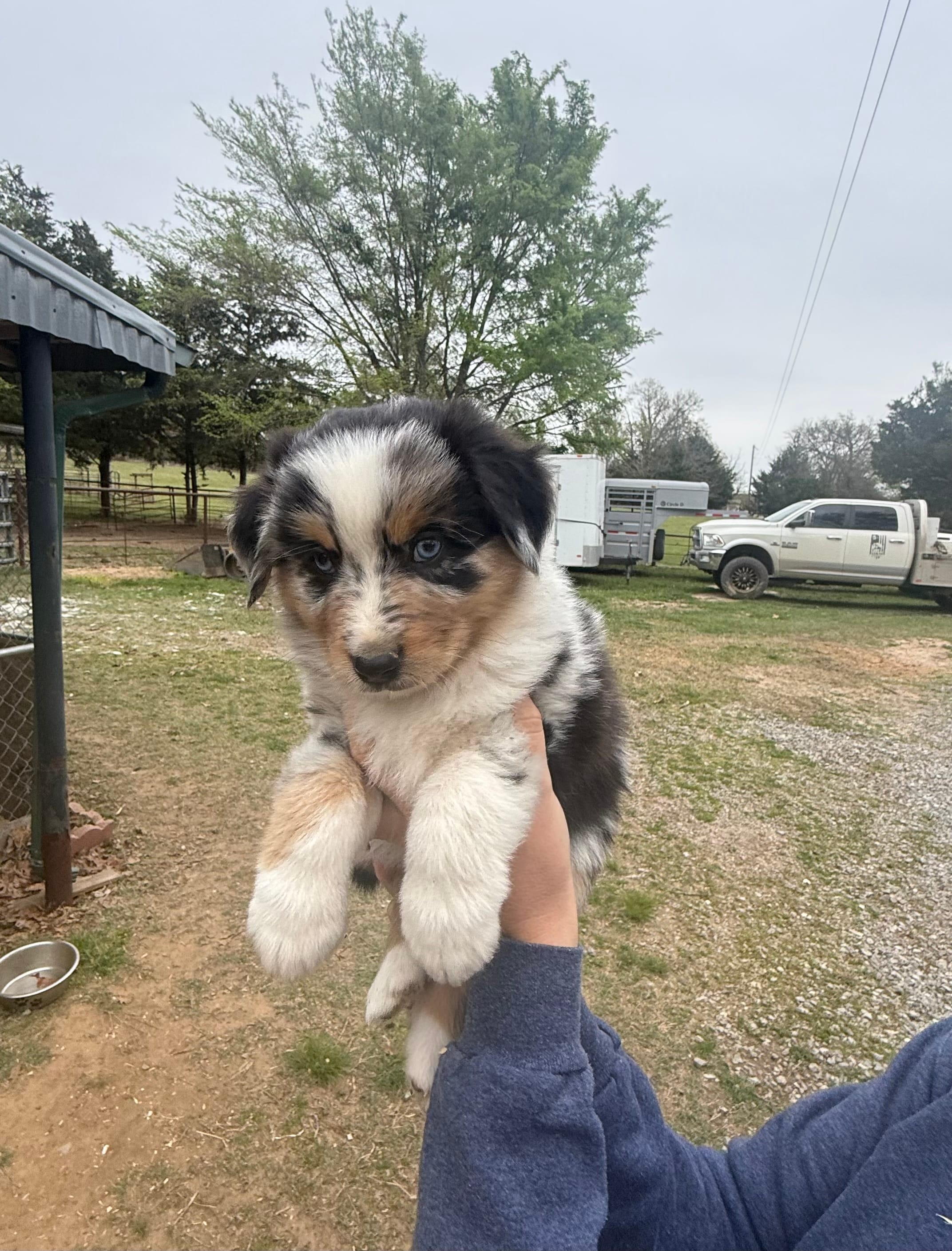 Bud – Australian Shepherd puppy for sale in Durant, OK