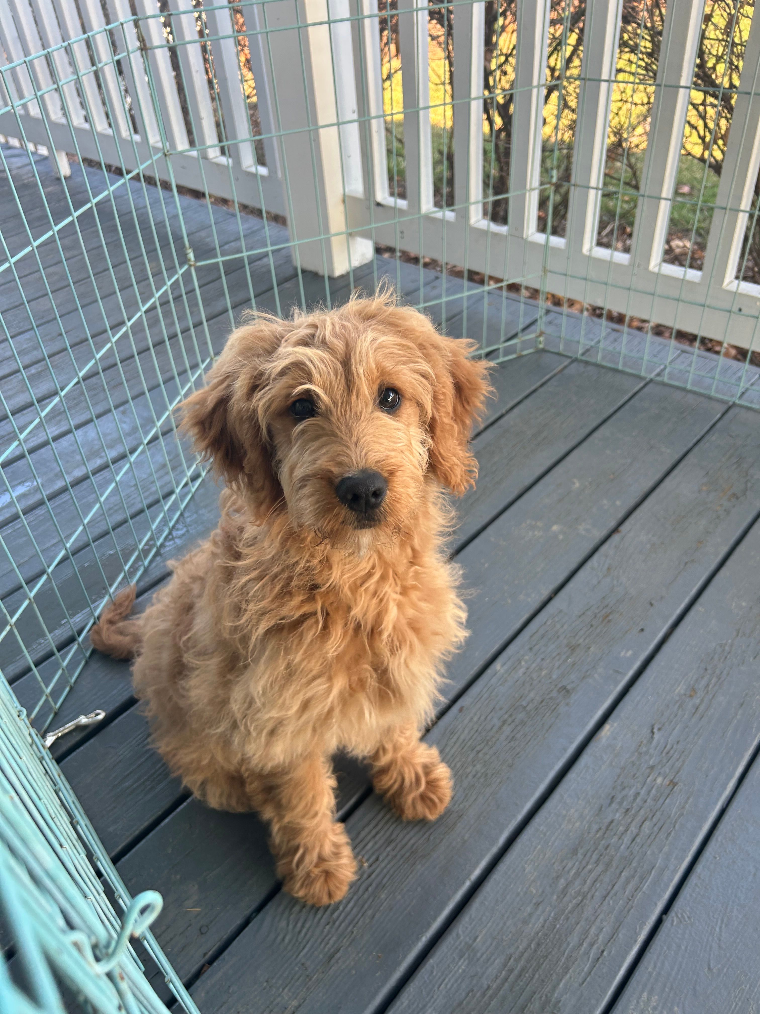 Poppy – Goldendoodle puppy for sale in Middletown, VA