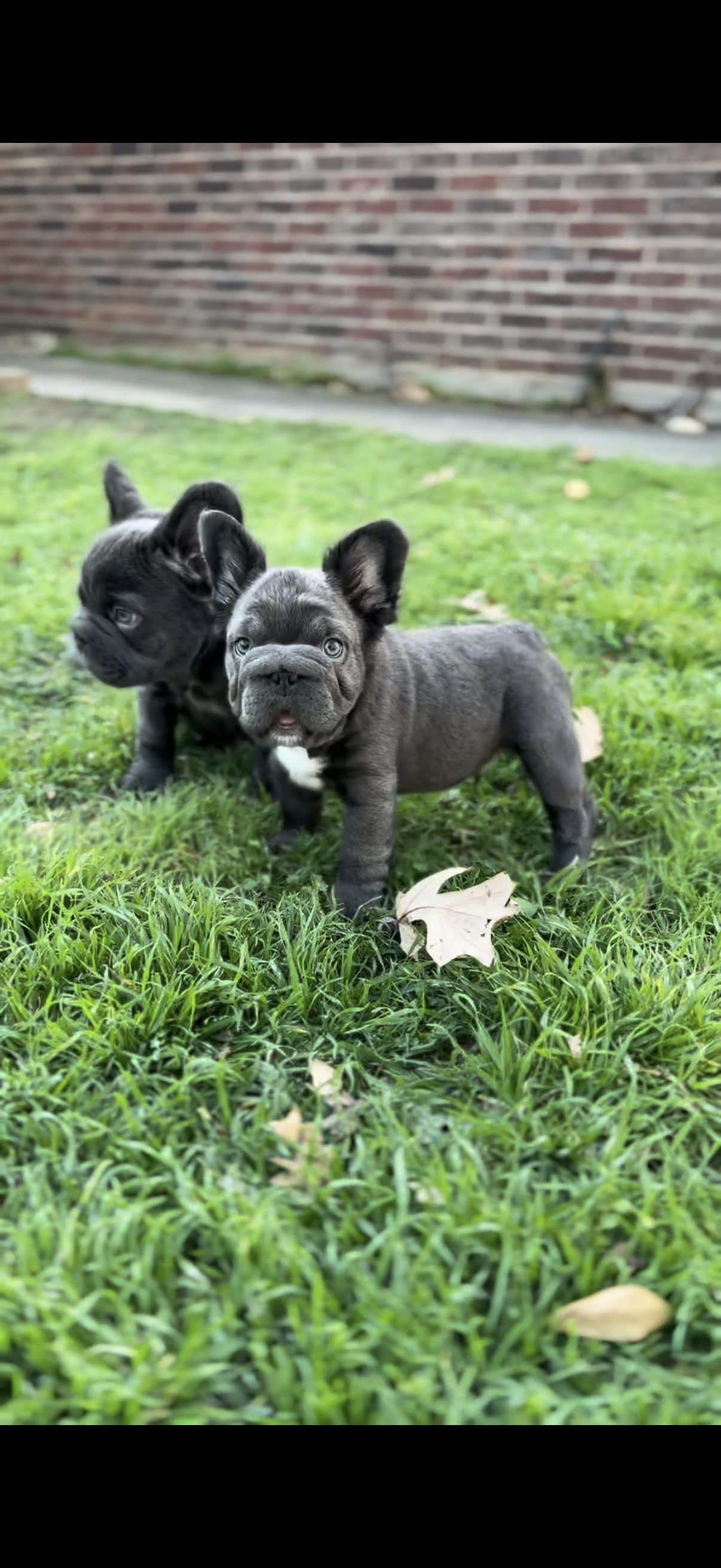 Bear, a male French Bulldog for sale in Denton, TX – Photo 6 of 6