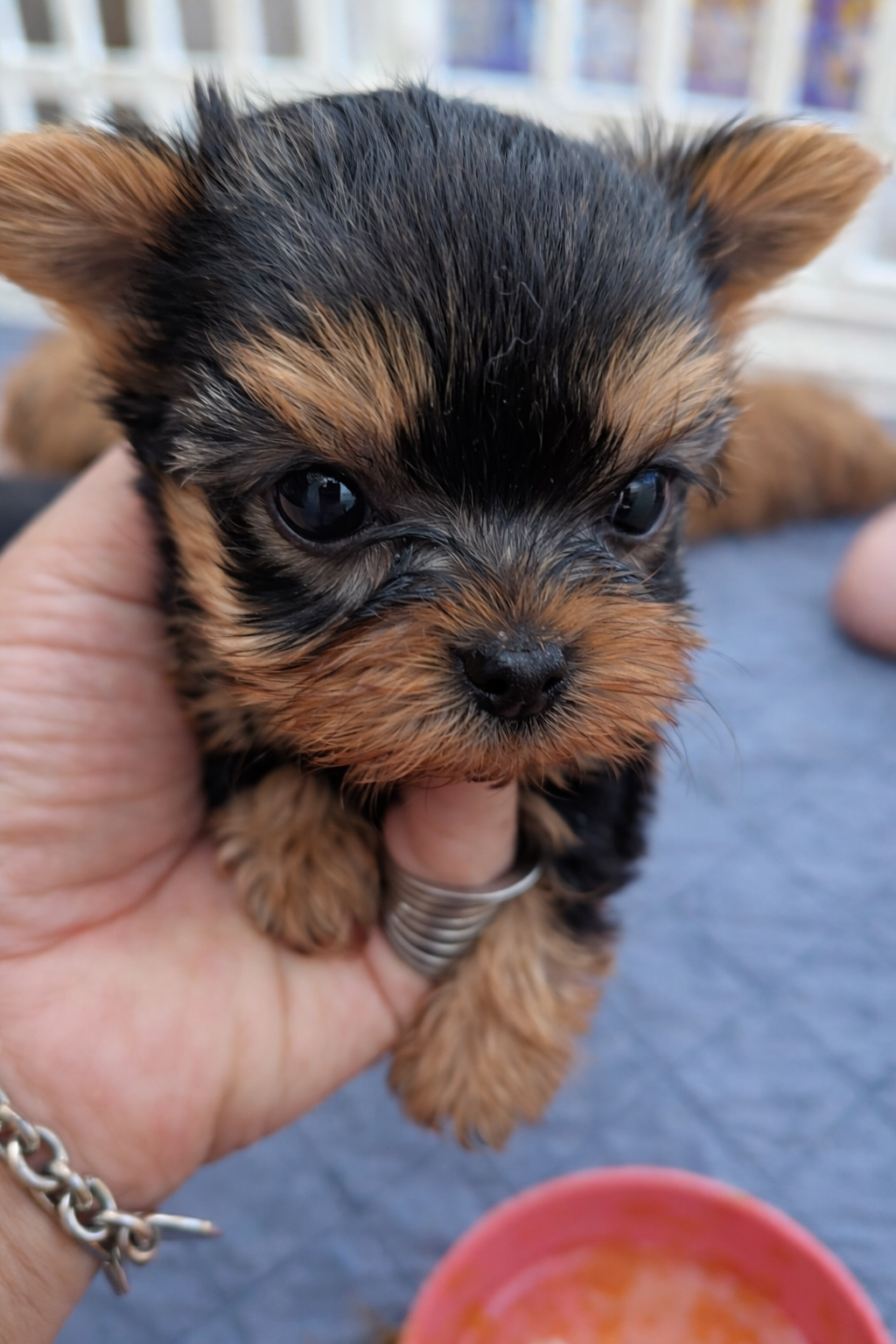 Kiki – Yorkshire Terrier puppy for sale in San Diego Country Estates, CA