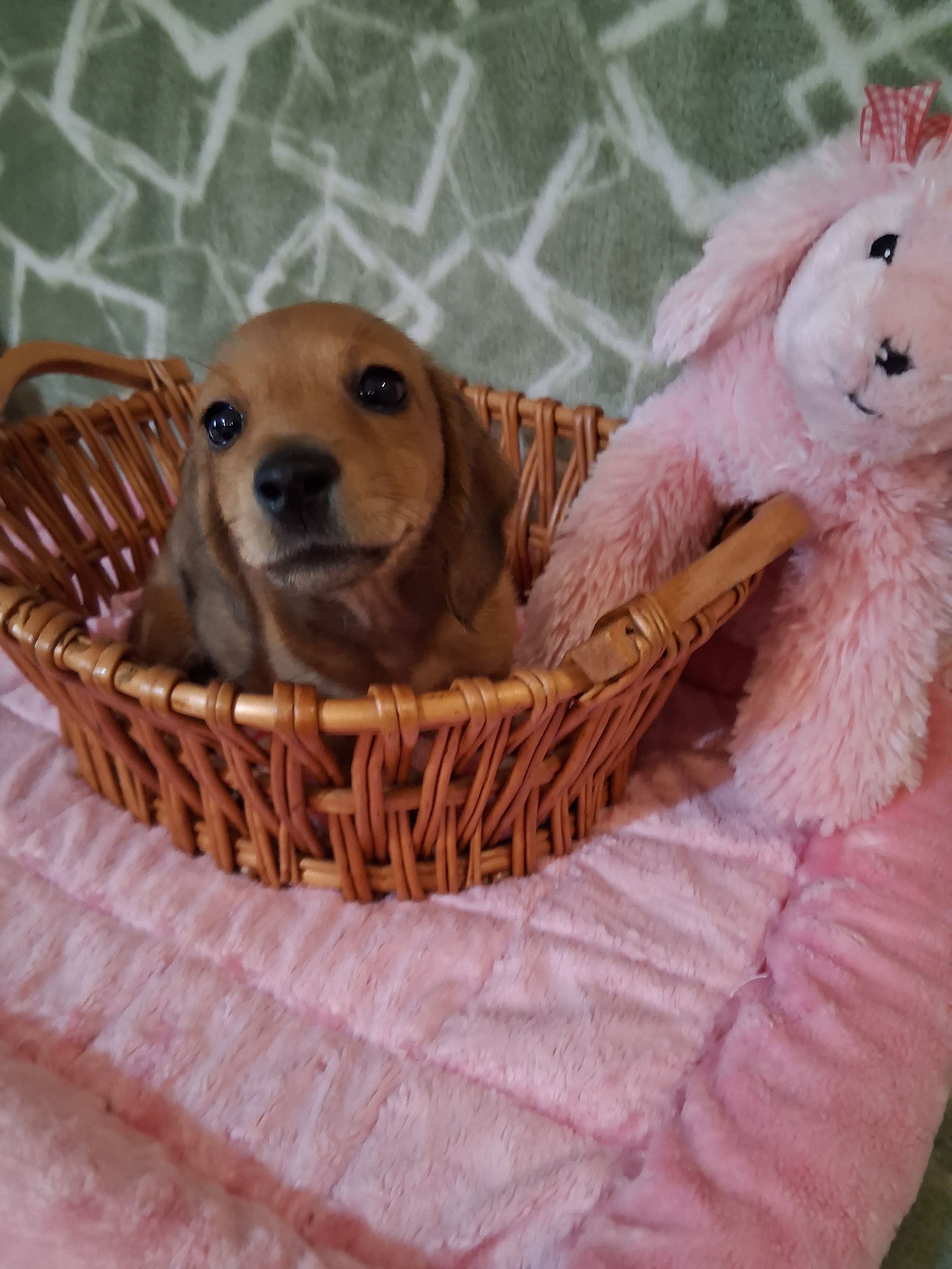 Tiny girl  – Miniature Dachshund puppy for sale in Staunton, IL