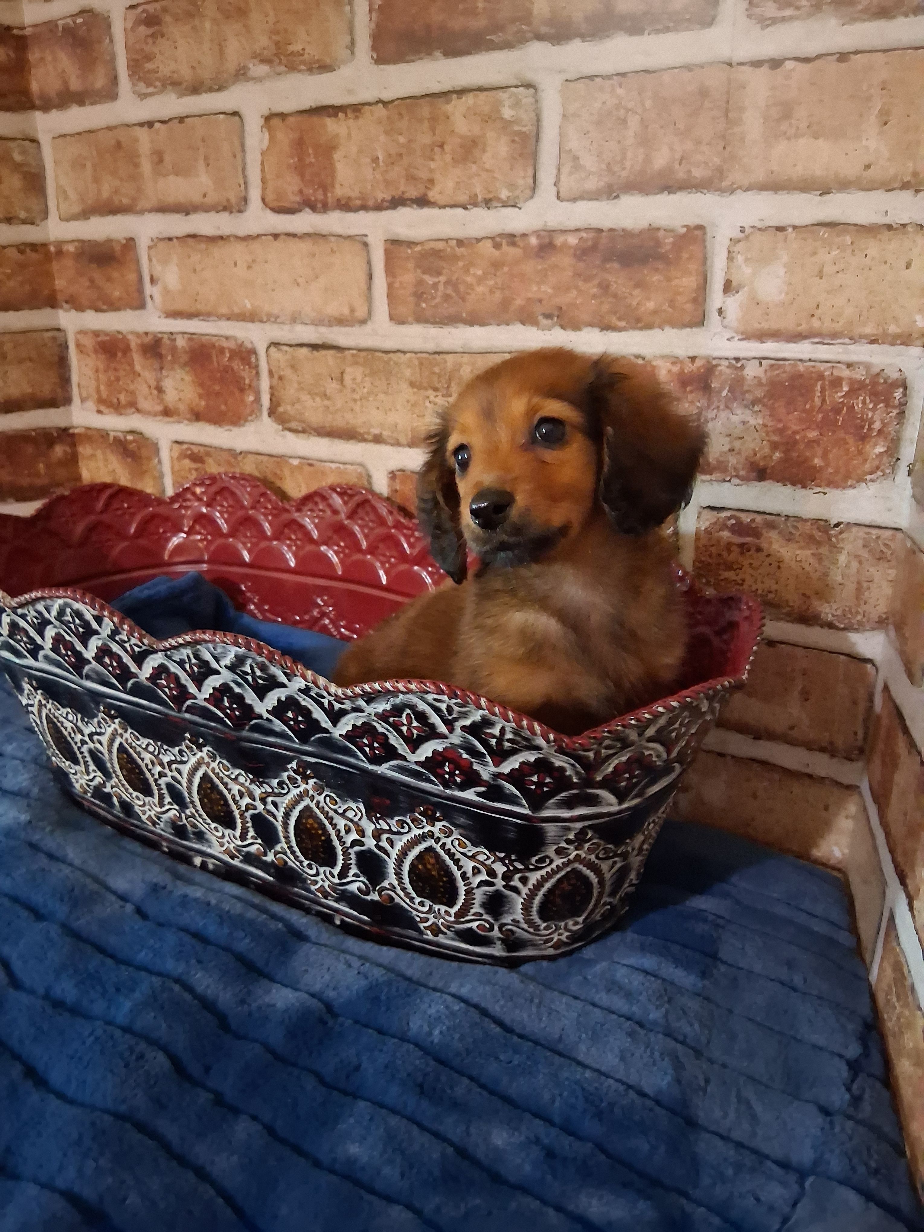Long coat boy  – Miniature Dachshund puppy for sale in Staunton, IL