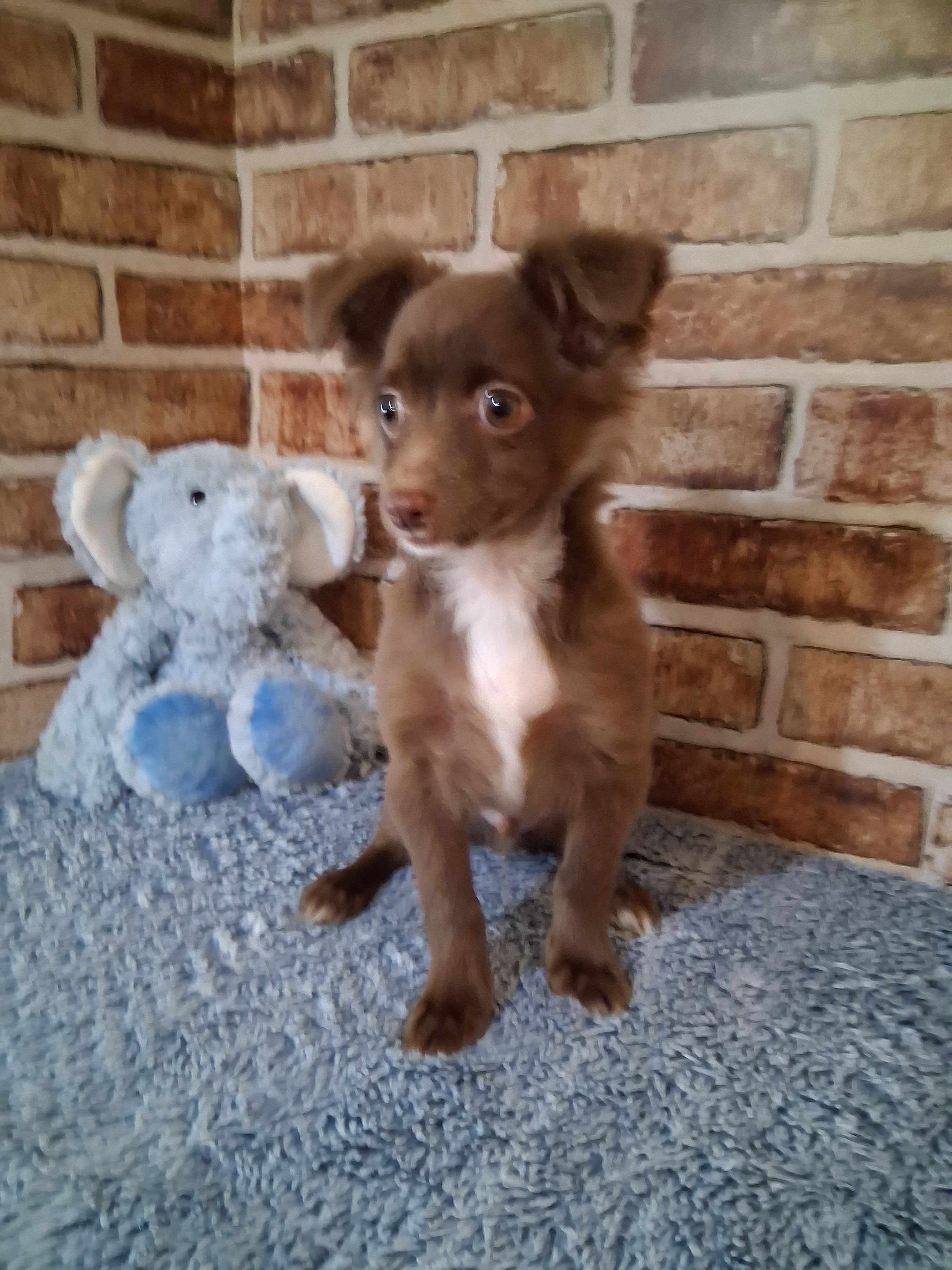 Baby boy – Chihuahua puppy for sale in Staunton, IL