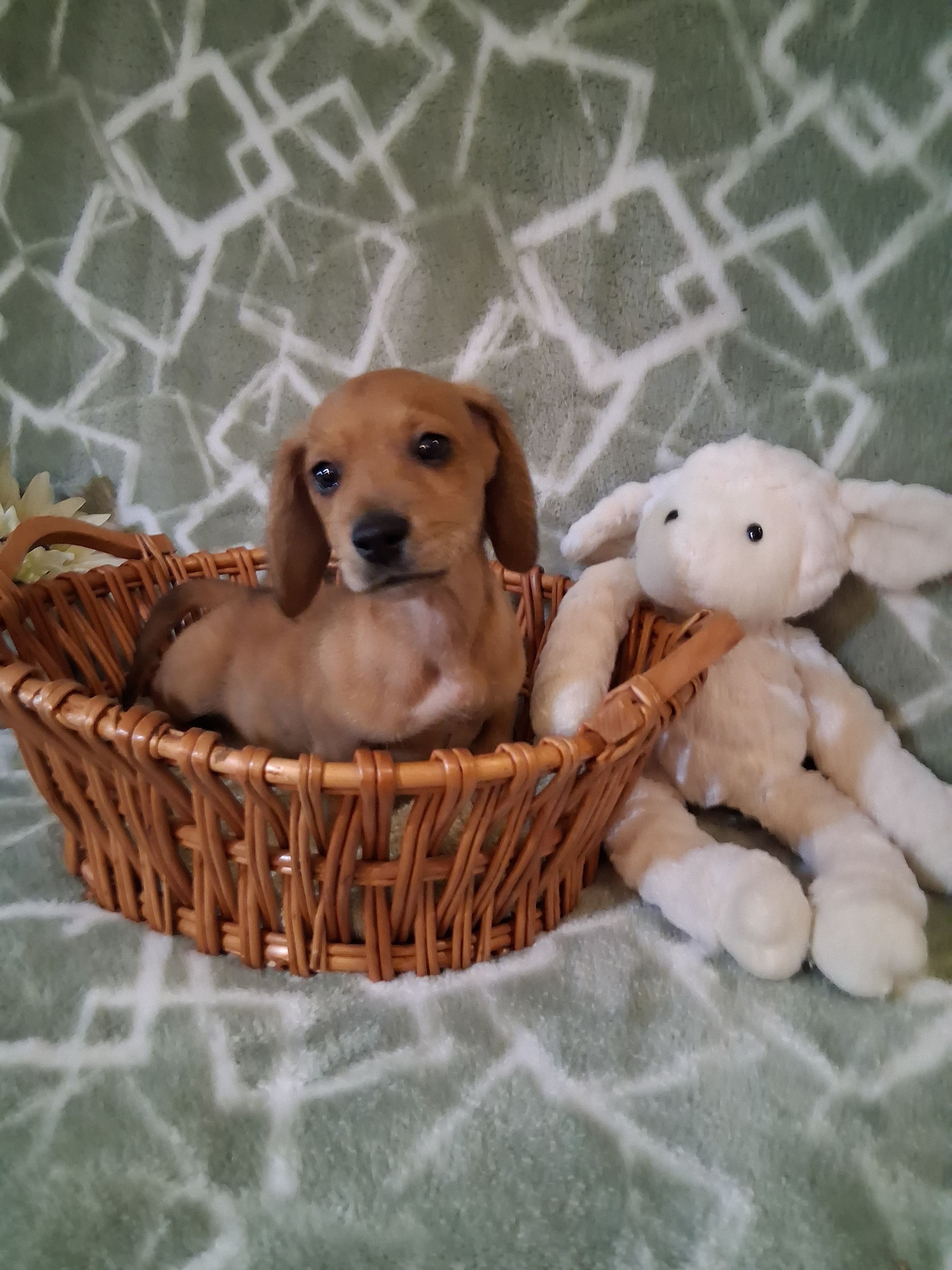 Boy 2 – Miniature Dachshund puppy for sale in Staunton, IL