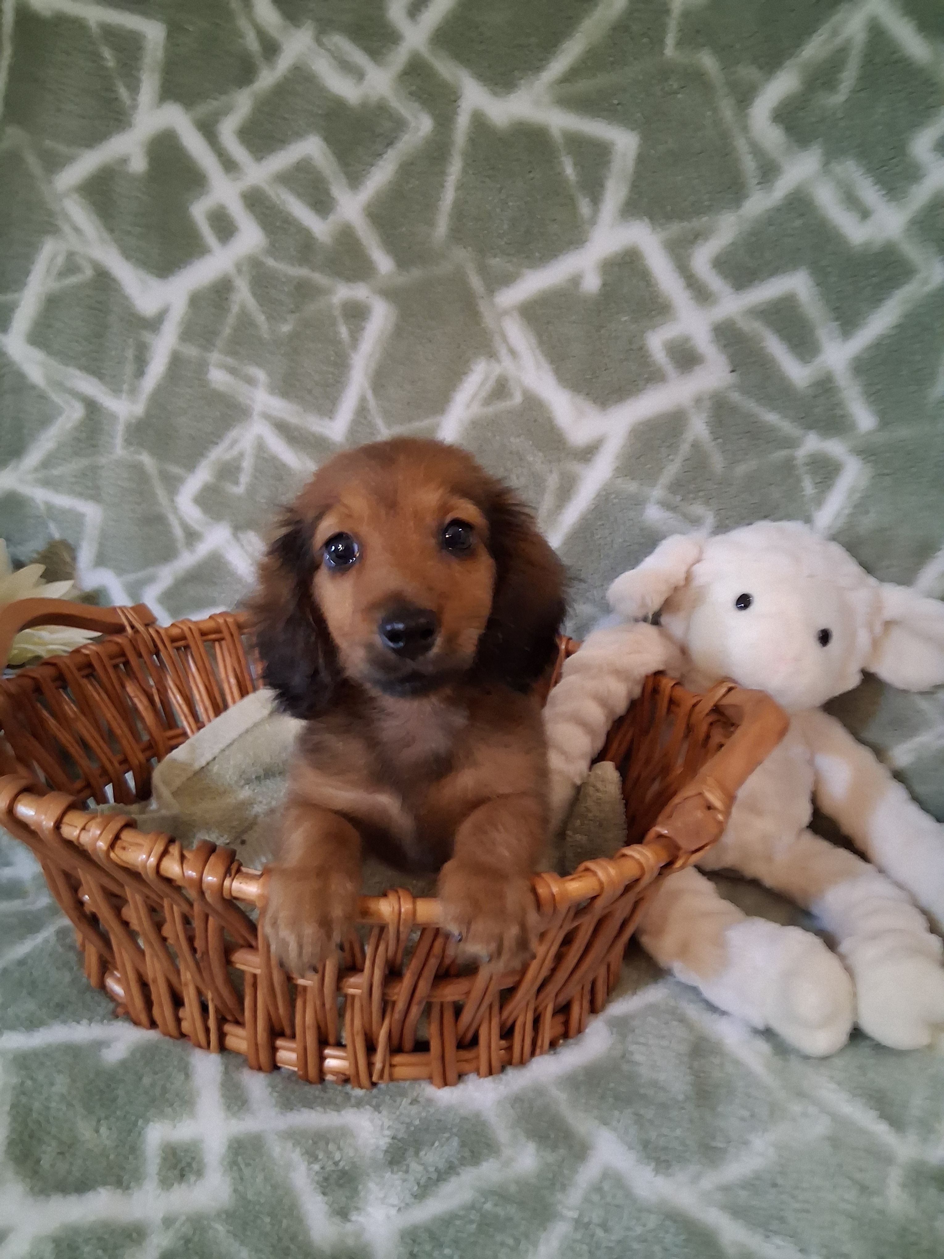 Long coat boy  – Miniature Dachshund puppy for sale in Staunton, IL