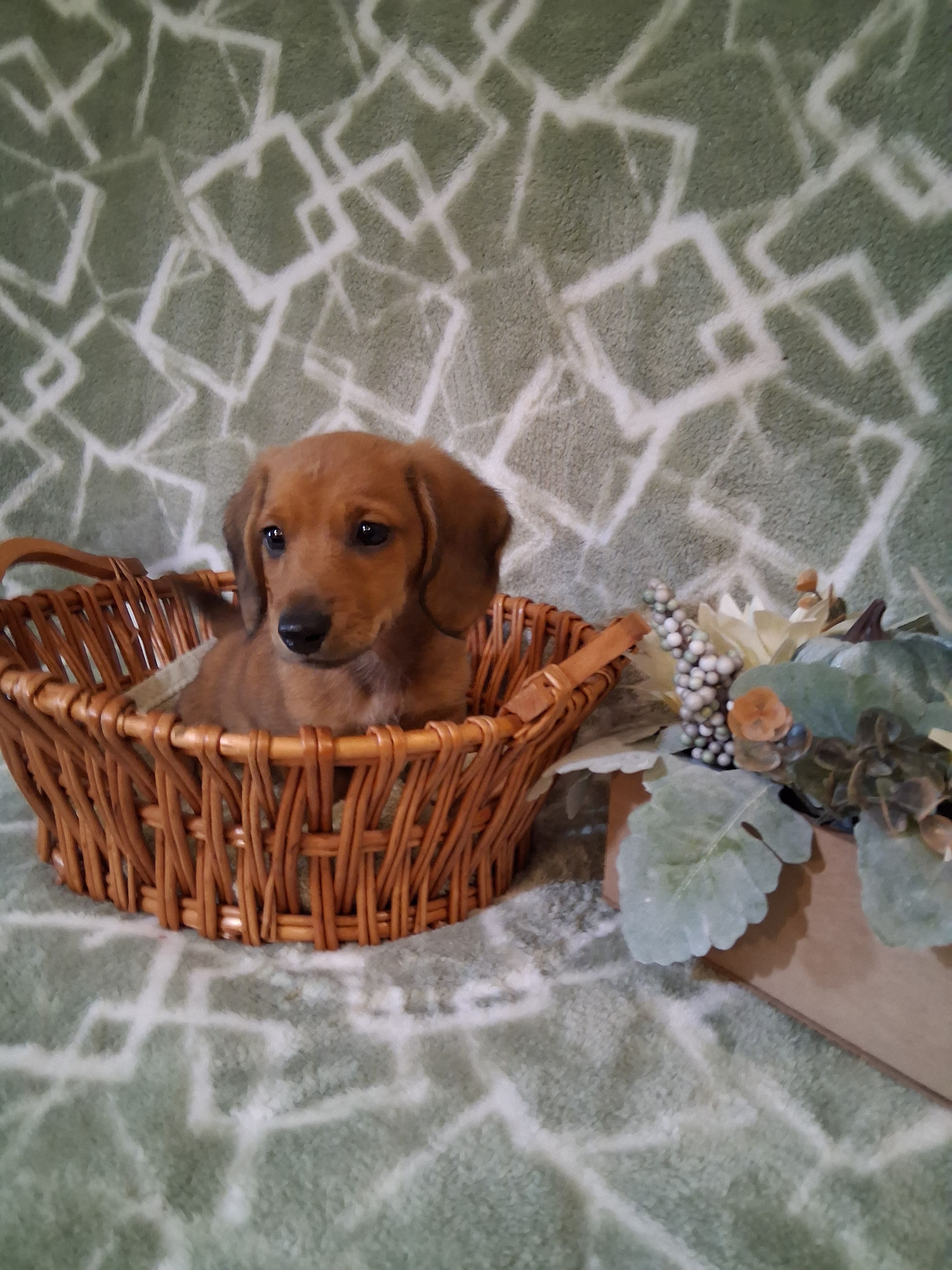 Boy 1  – Miniature Dachshund puppy for sale in Staunton, IL