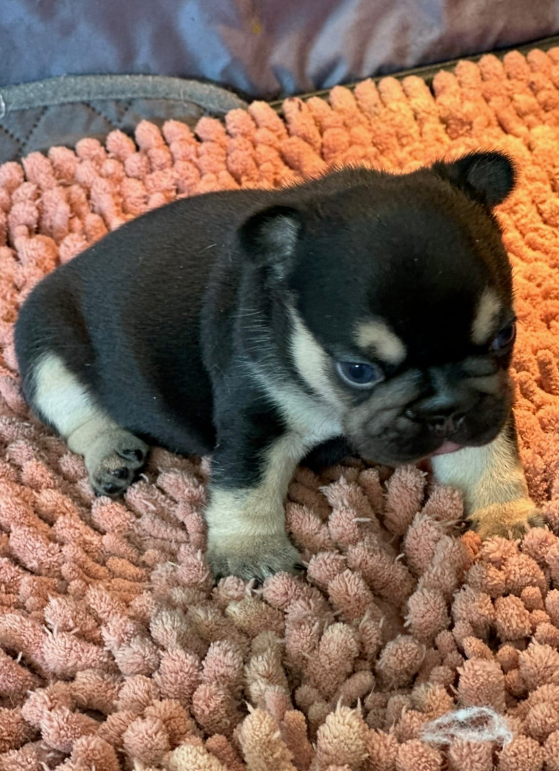 Shawty bae  – French Bulldog puppy for sale in Granger, WA
