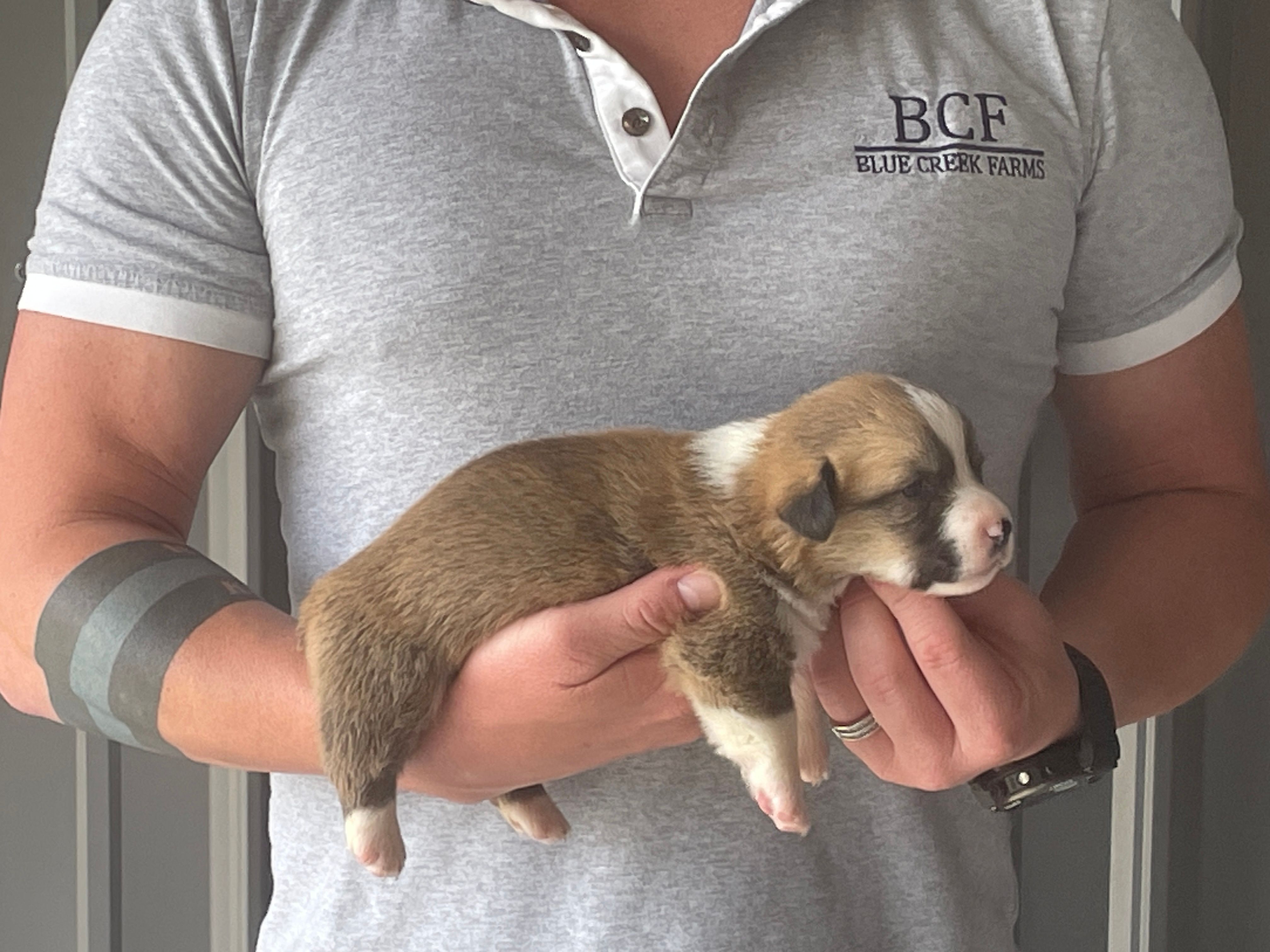 Olive - Male 3 – Pembroke Welsh Corgi puppy for sale in Jefferson, SC