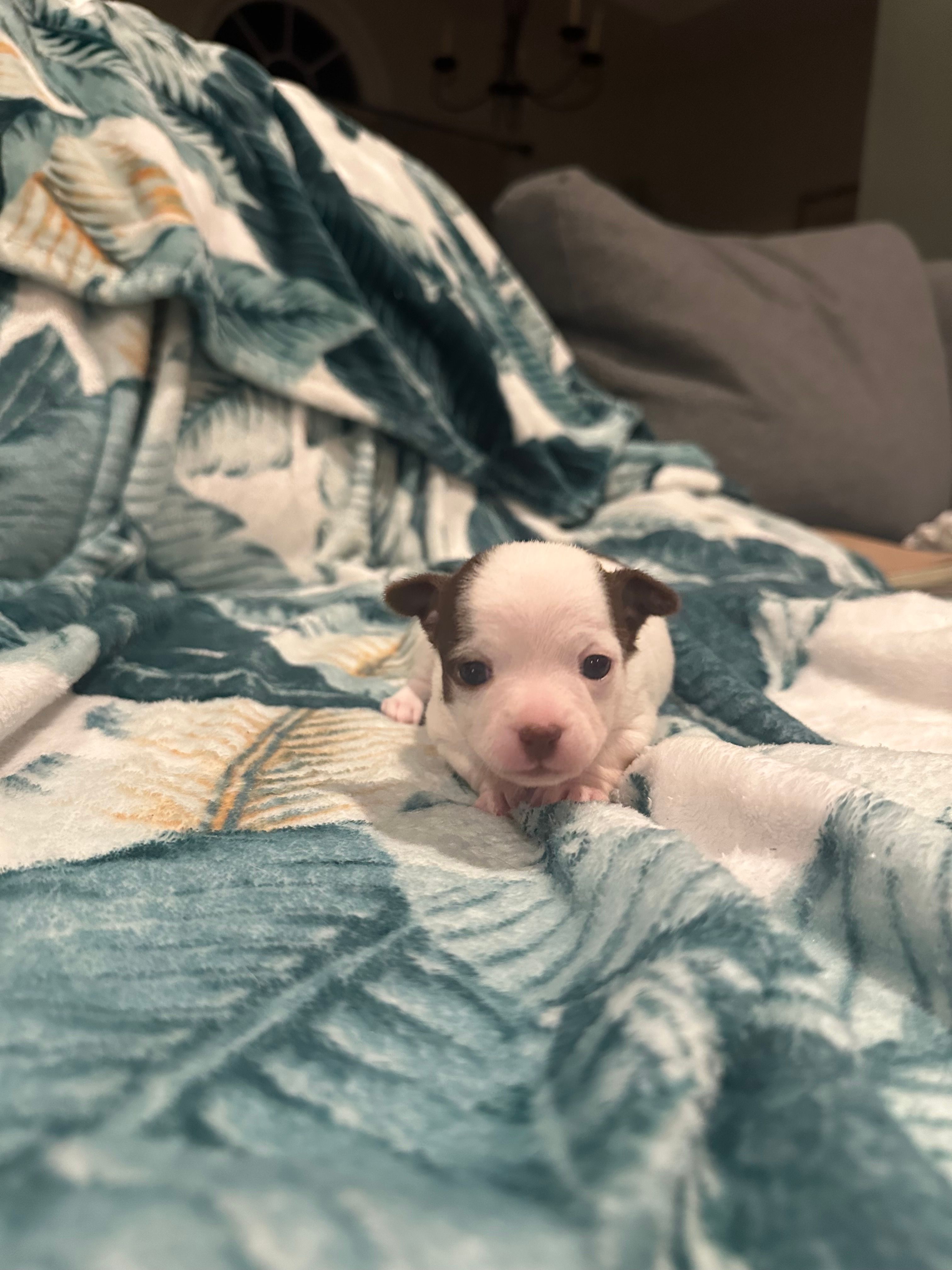 Ruby – Chihuahua puppy for sale in Peachtree City, GA