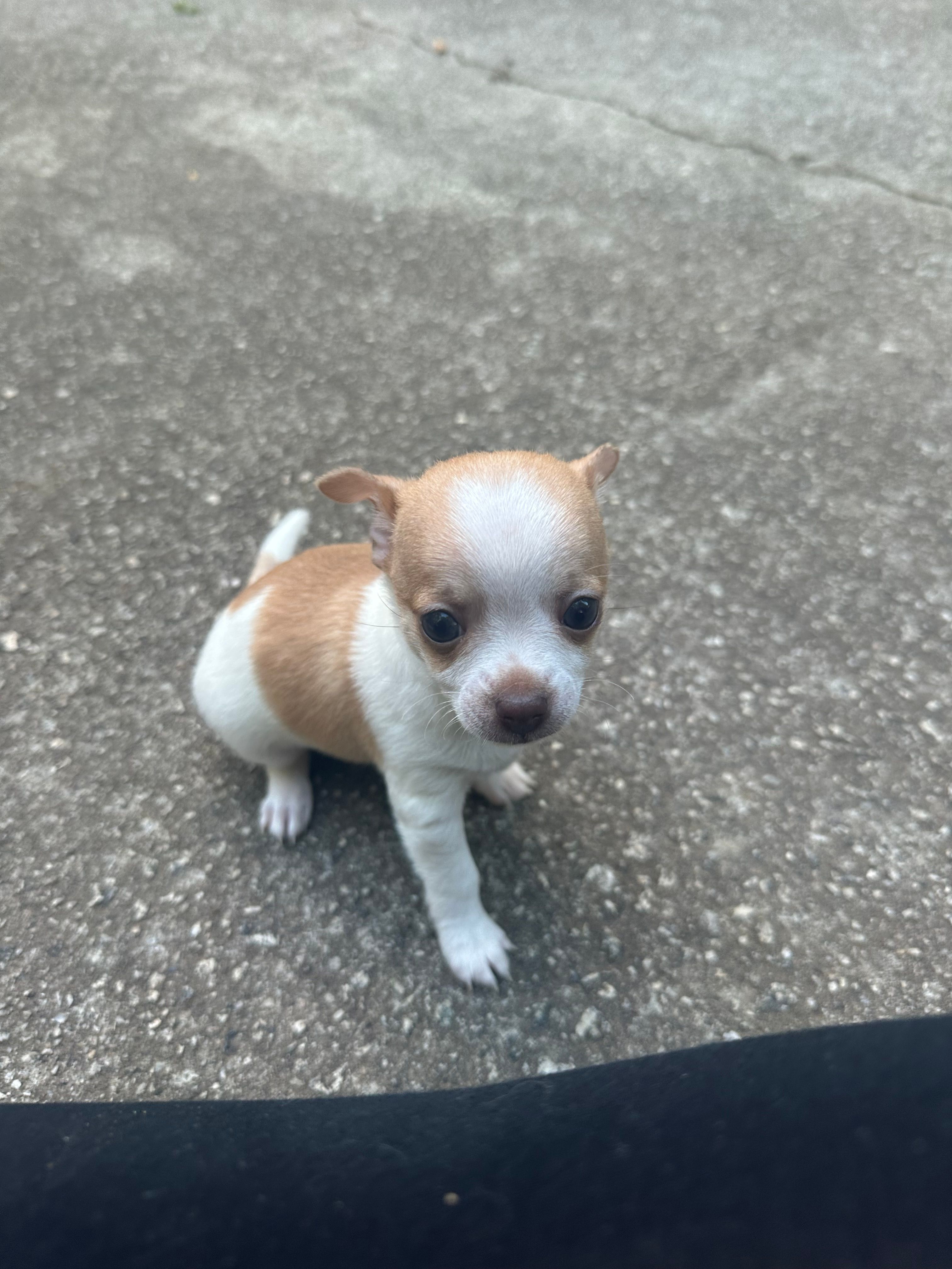 Topaz – Chihuahua puppy for sale in Peachtree City, GA
