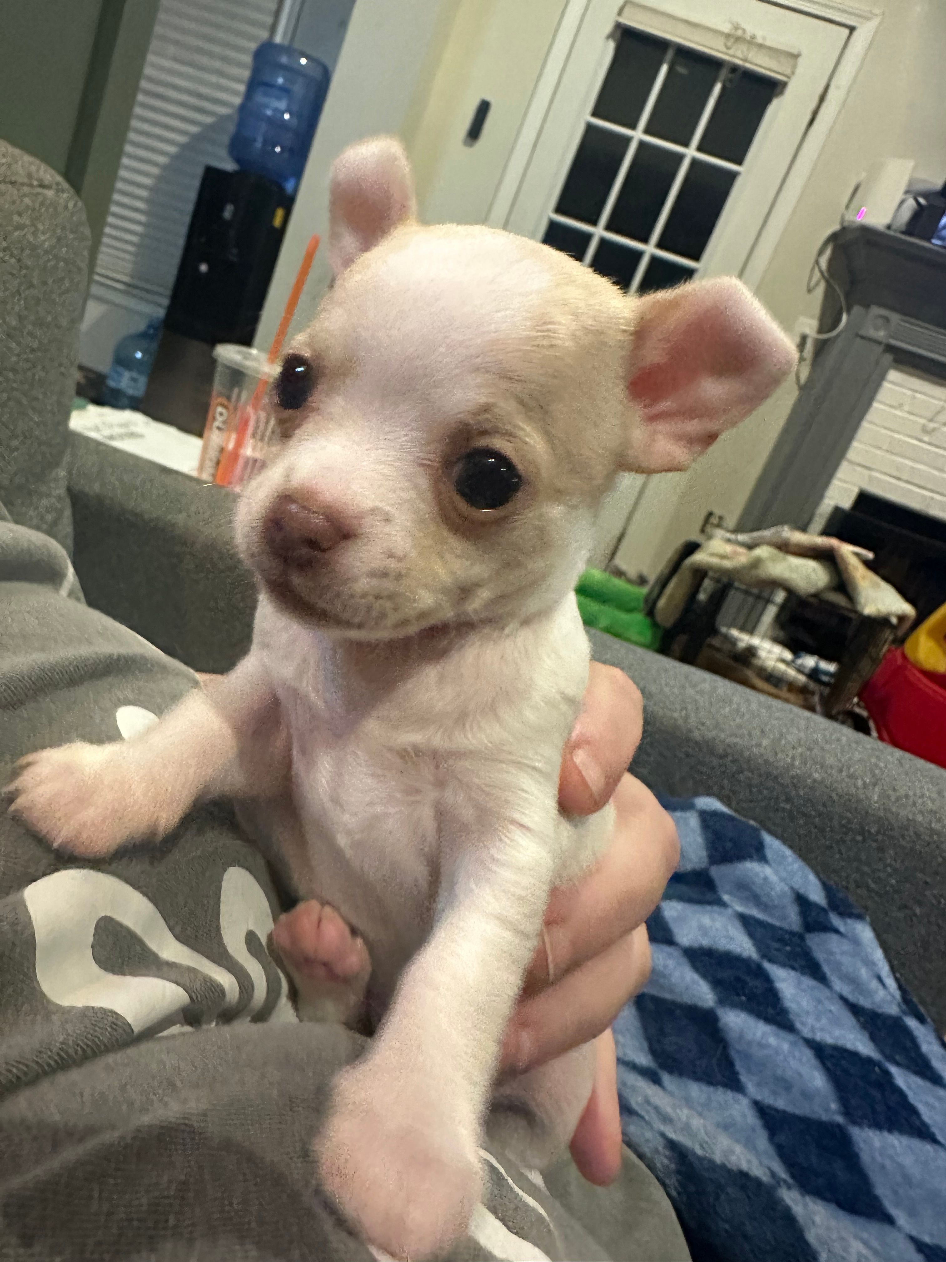 Quartz – Chihuahua puppy for sale in Peachtree City, GA