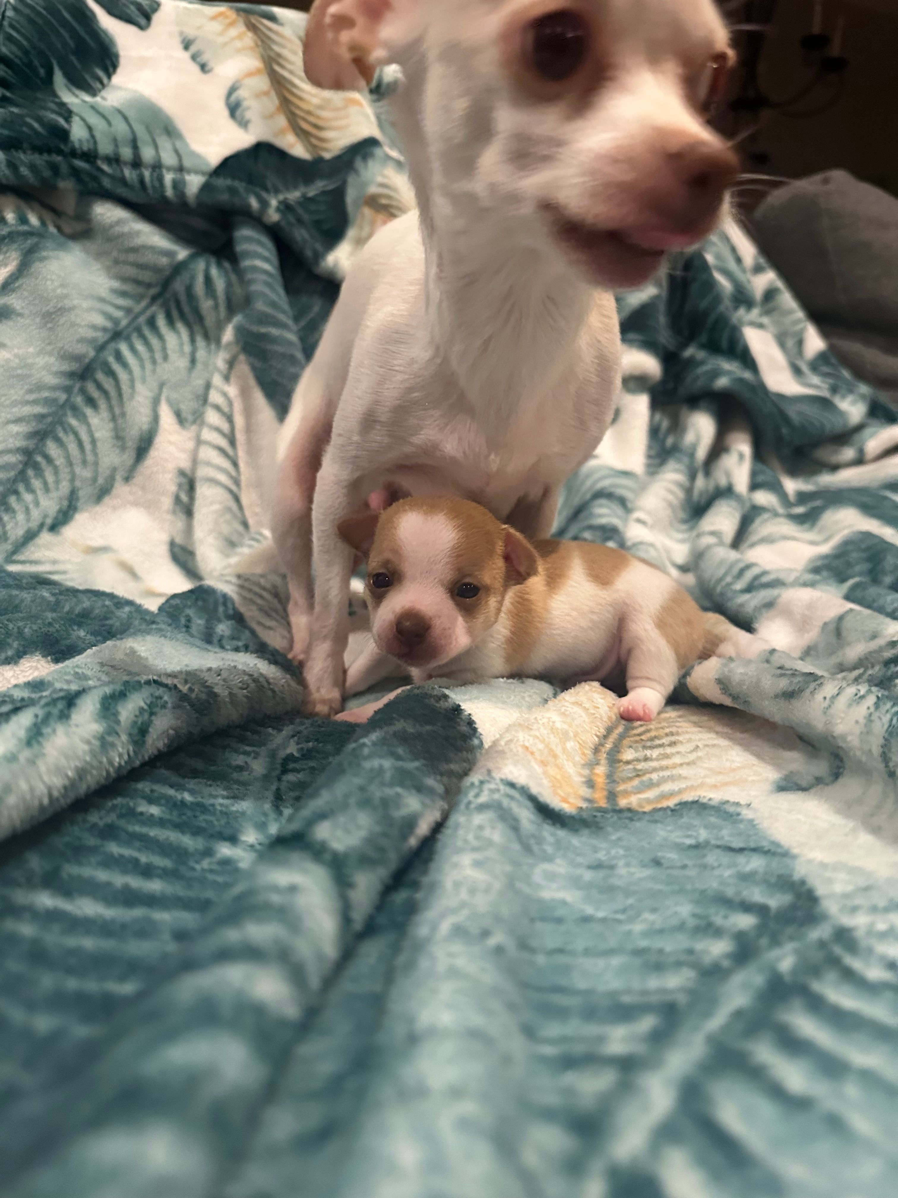 Topaz – Chihuahua puppy for sale in Peachtree City, GA