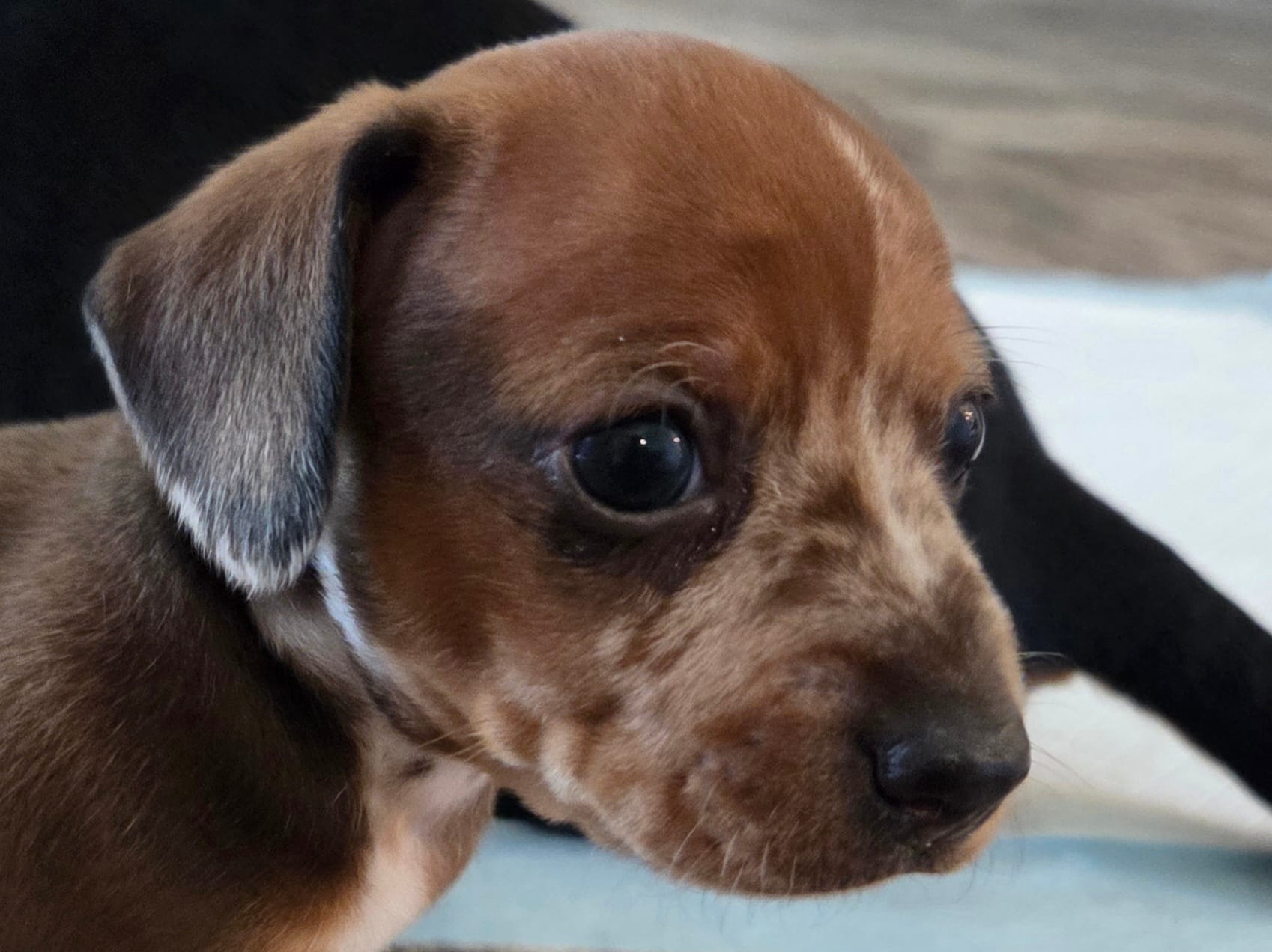 Bonzo – Miniature Dachshund puppy for sale in Georgetown, TX