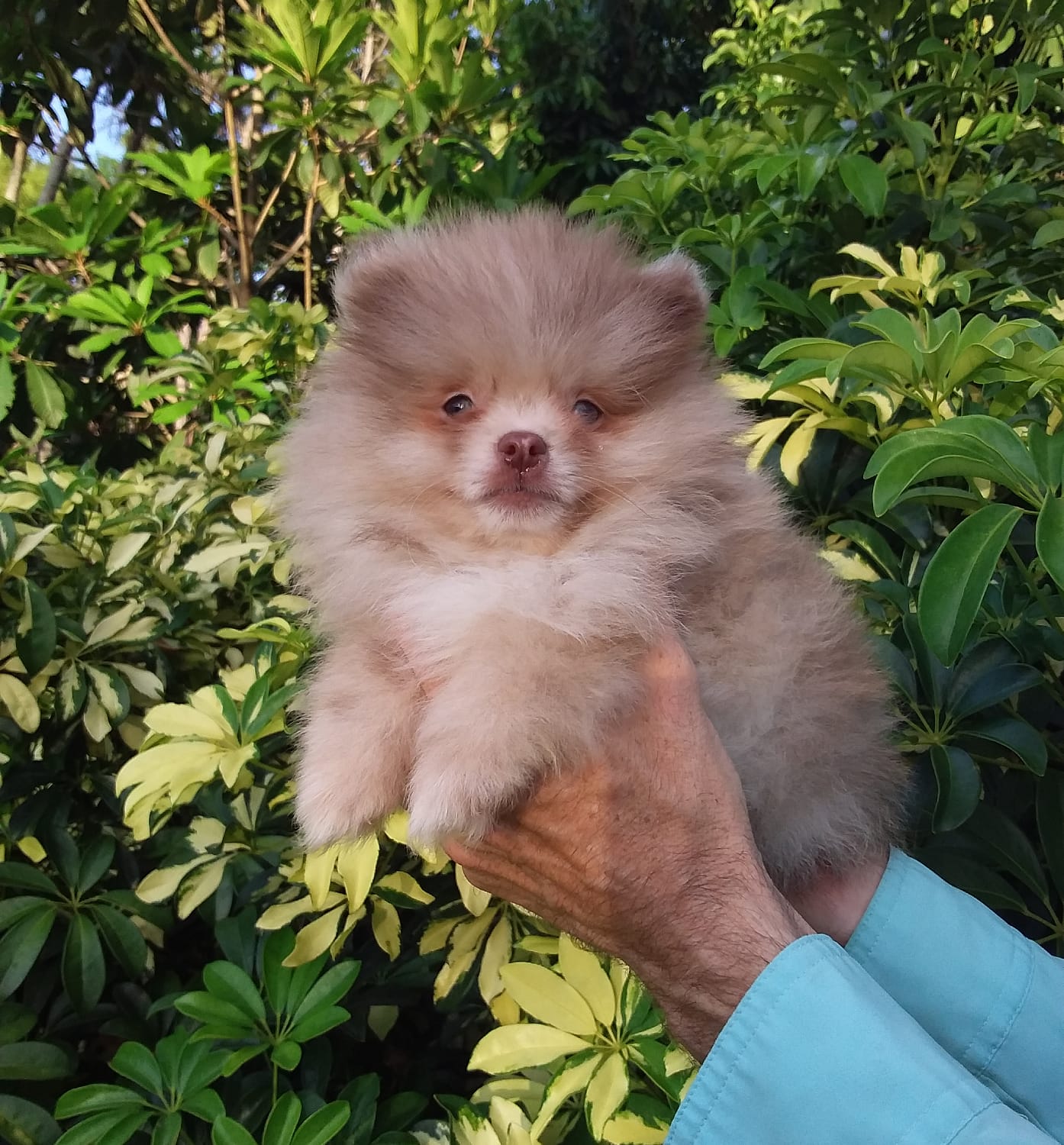 Teddy Bear  Chocolate  Merle, blue eyes – Pomeranian puppy for sale in West Palm Beach, FL