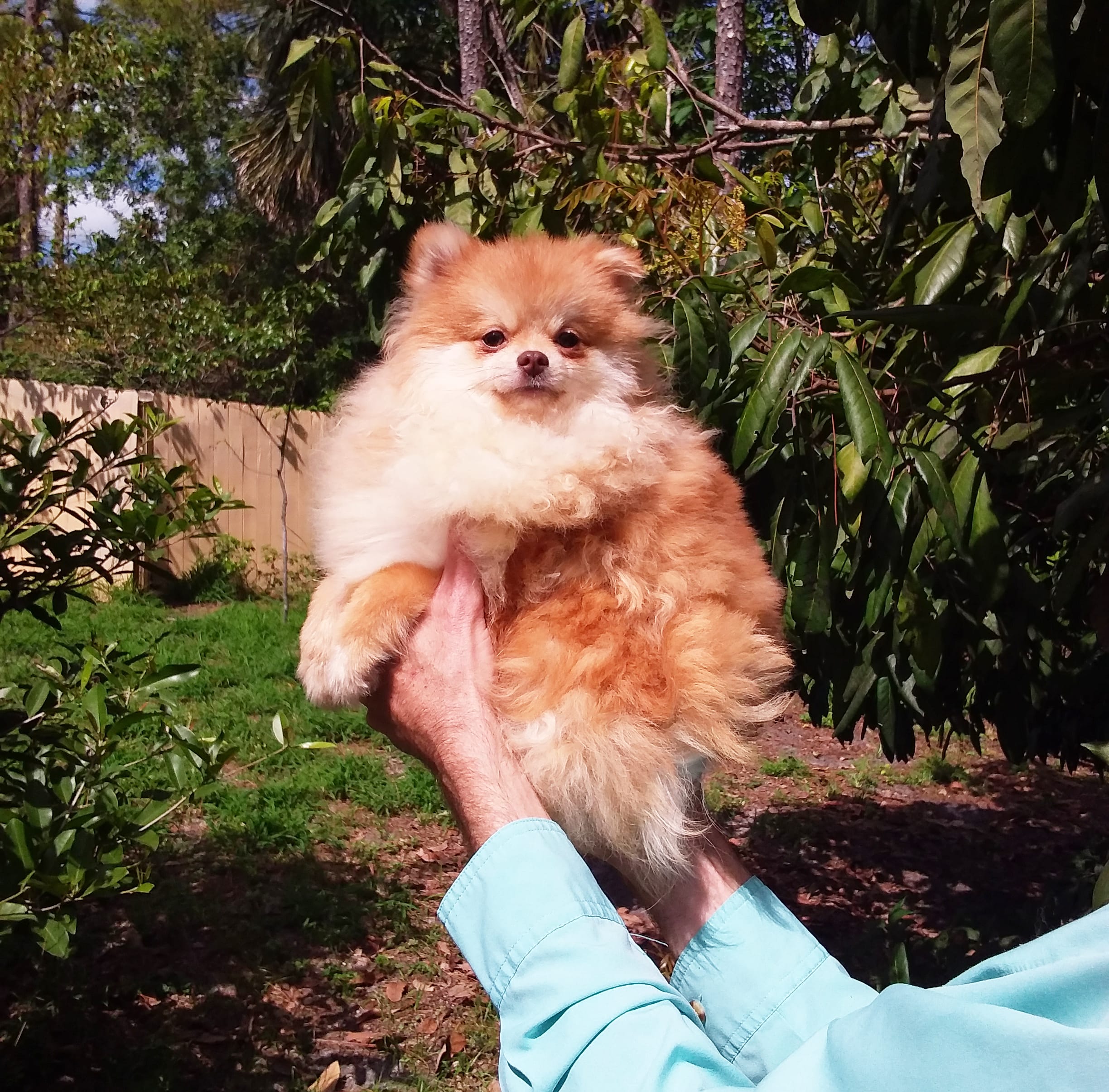 Apollon – Pomeranian puppy for sale in West Palm Beach, FL