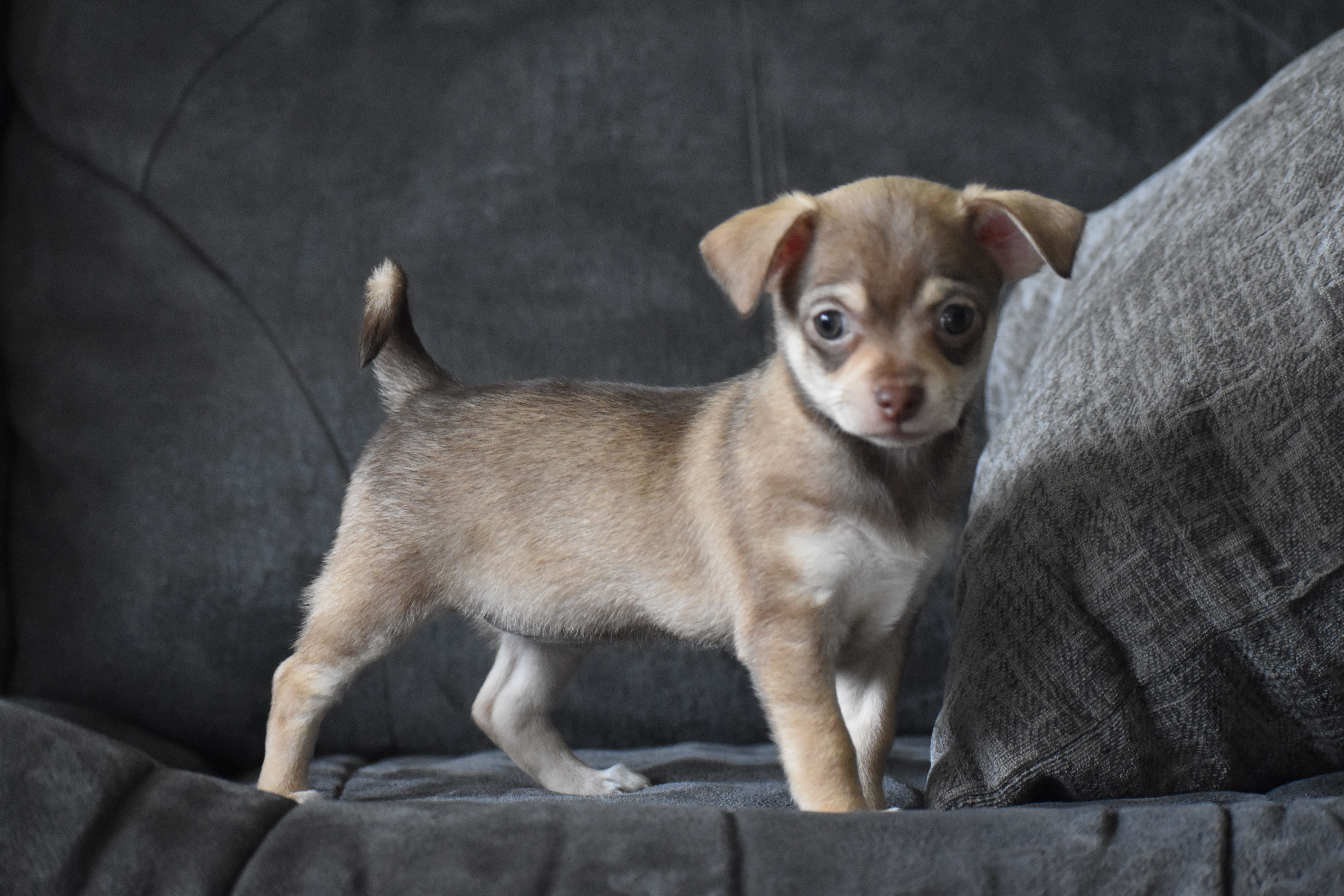 Penny, a female Chihuahua for sale in Millersburg, OH – Photo 2 of 10