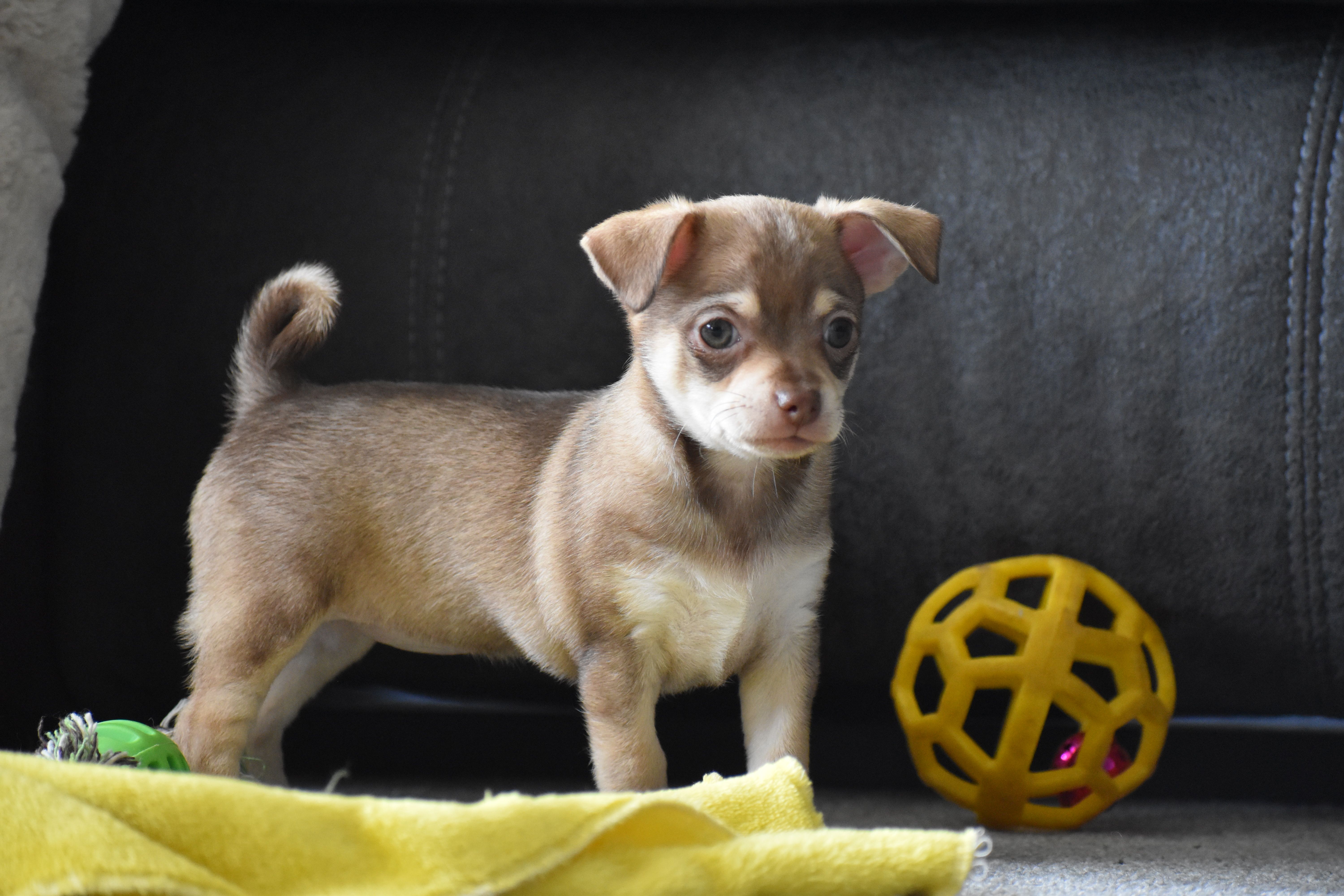 Penny, a female Chihuahua for sale in Millersburg, OH – Photo 5 of 10