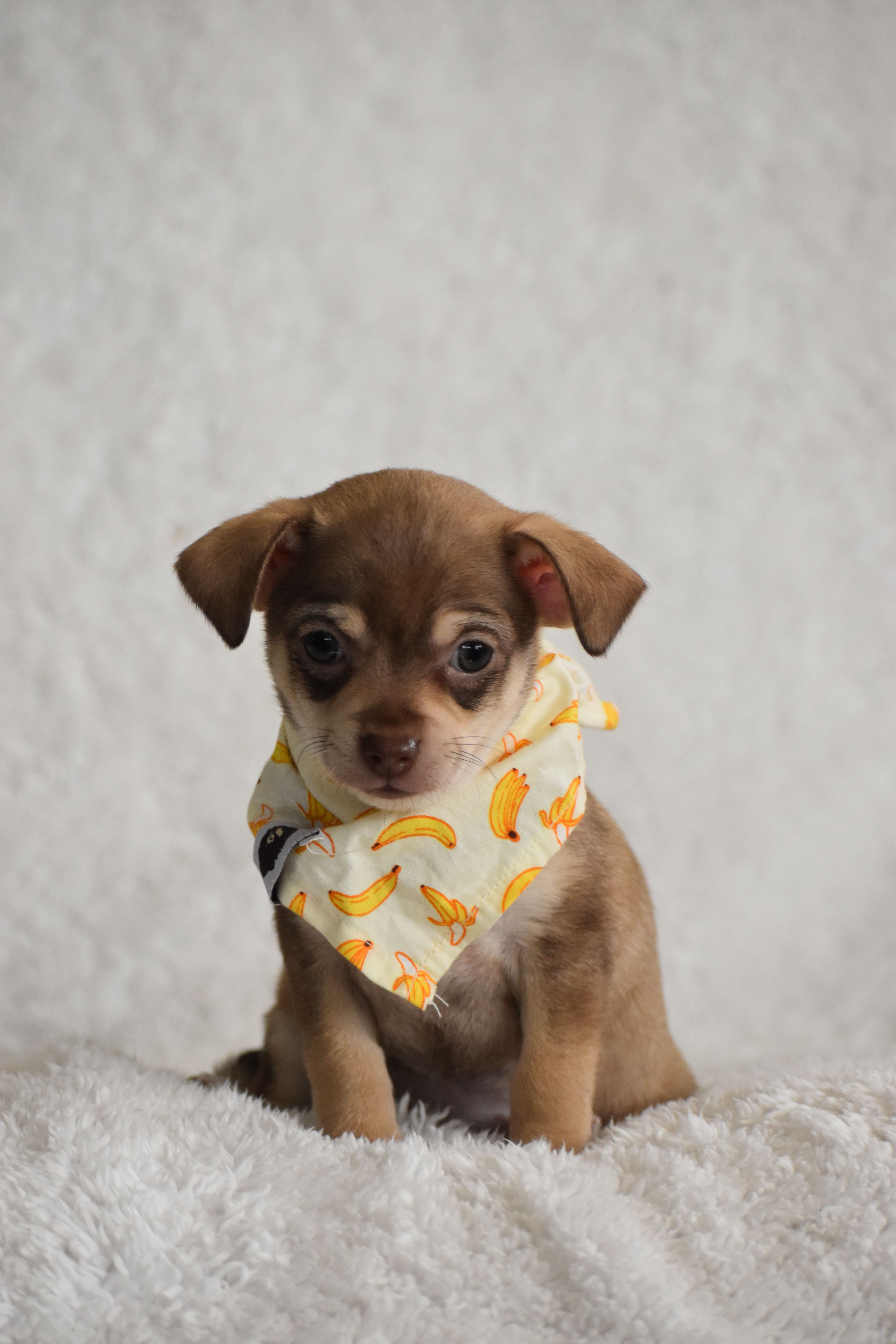 Penny, a female Chihuahua for sale in Millersburg, OH – Photo 6 of 10