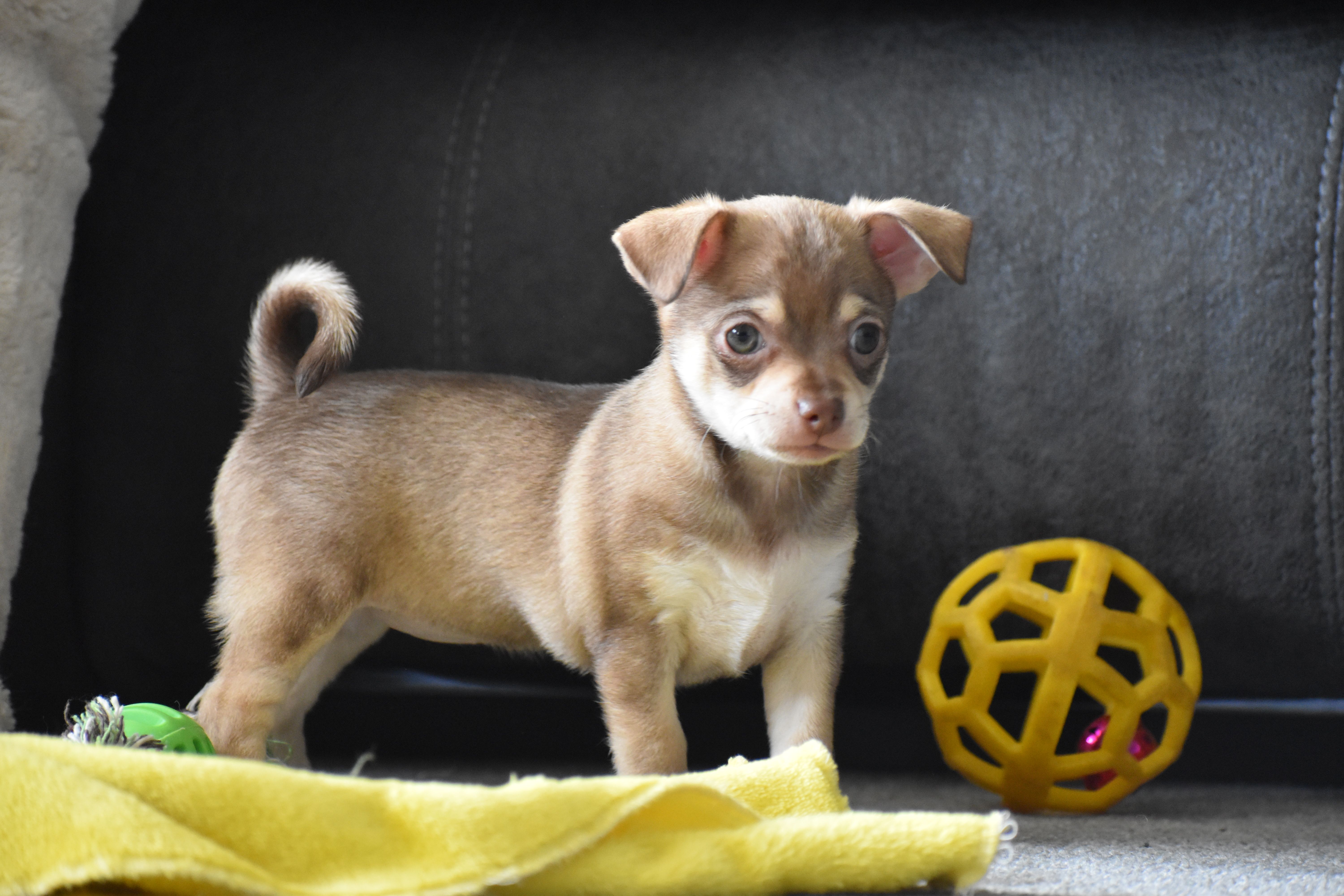 Penny, a female Chihuahua for sale in Millersburg, OH – Photo 9 of 10