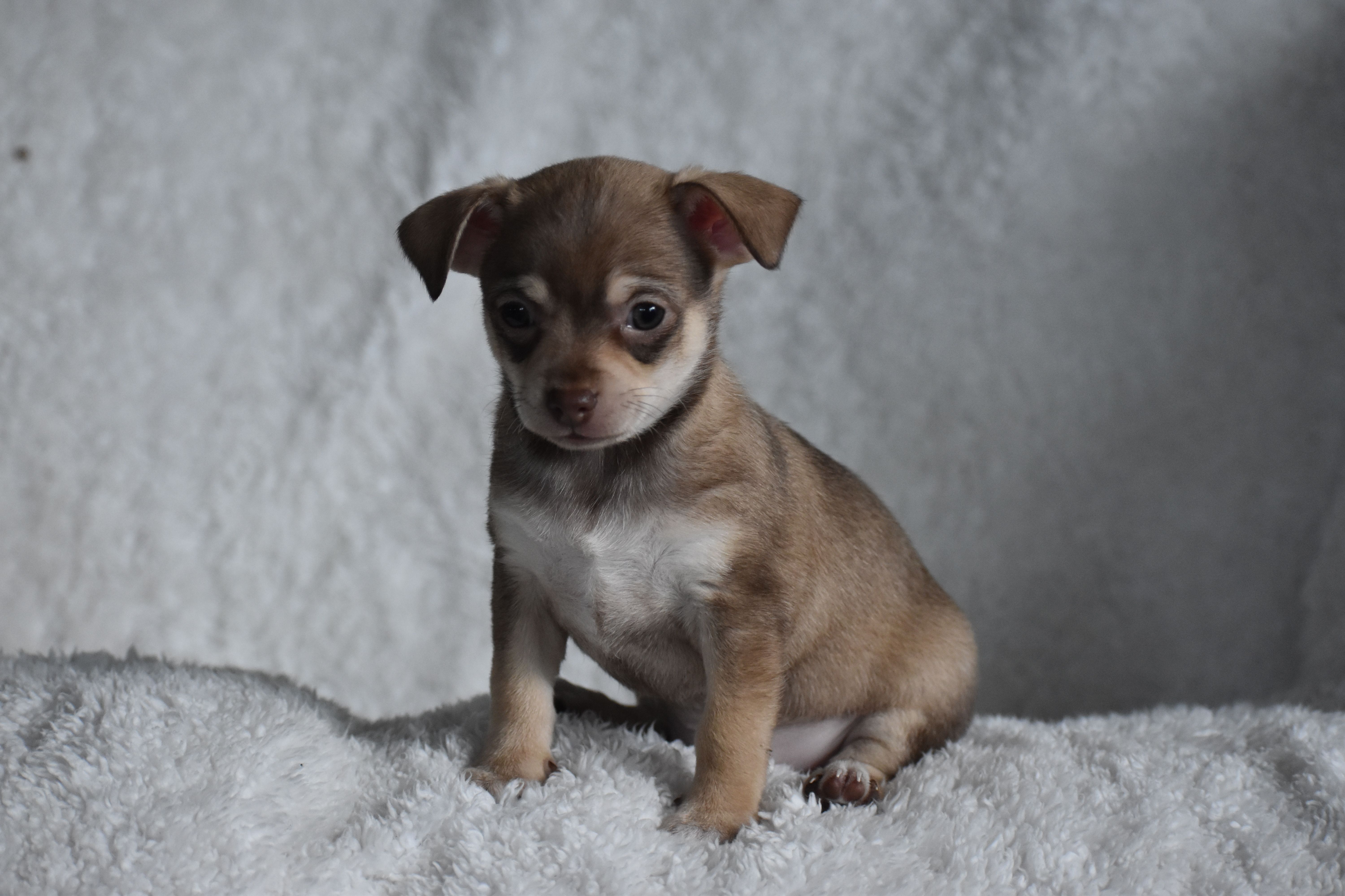Penny, a female Chihuahua for sale in Millersburg, OH – Photo 10 of 10