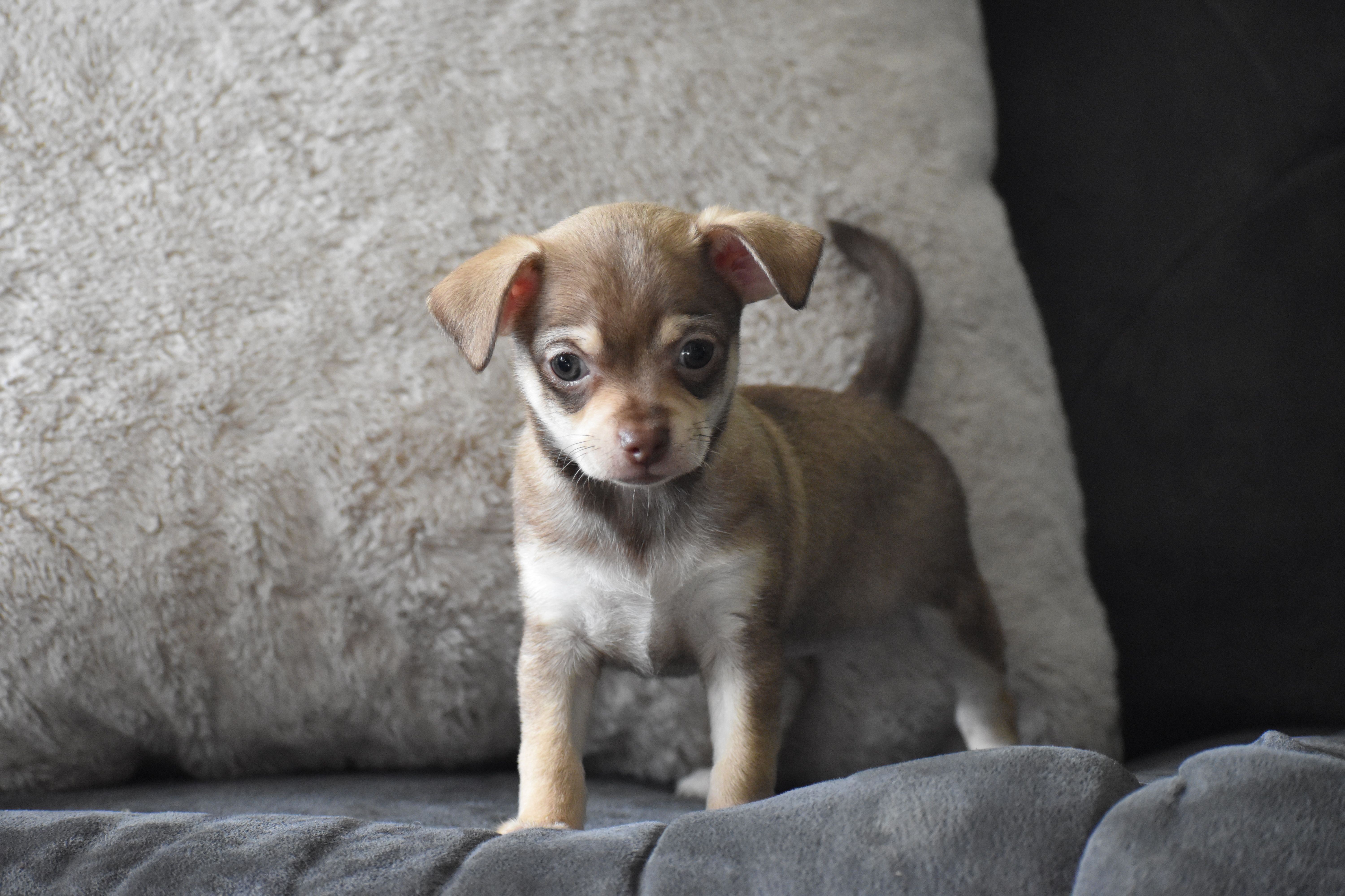 Penny, a female Chihuahua for sale in Millersburg, OH – Photo 8 of 10