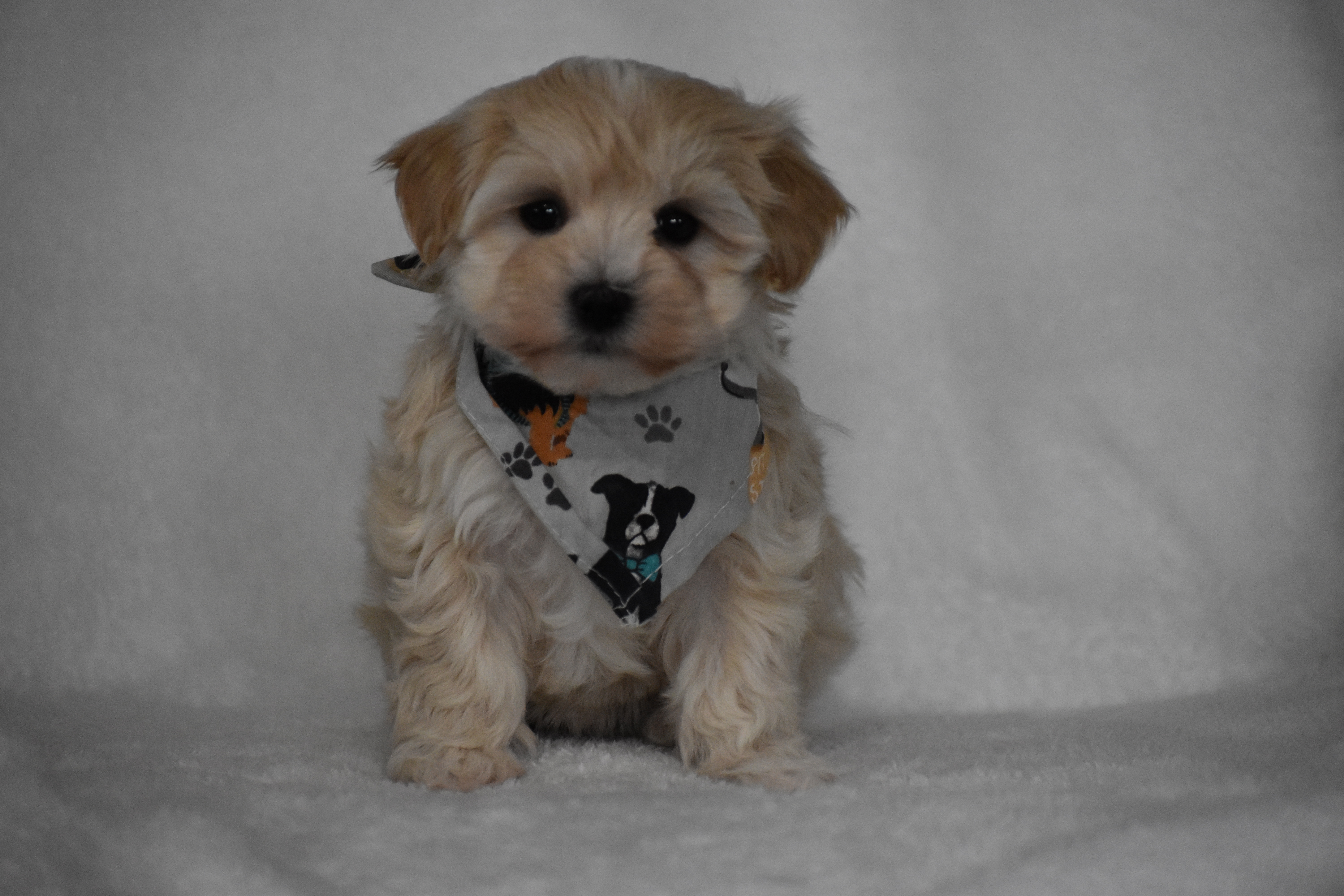Olive – Maltipoo puppy for sale in Millersburg, OH