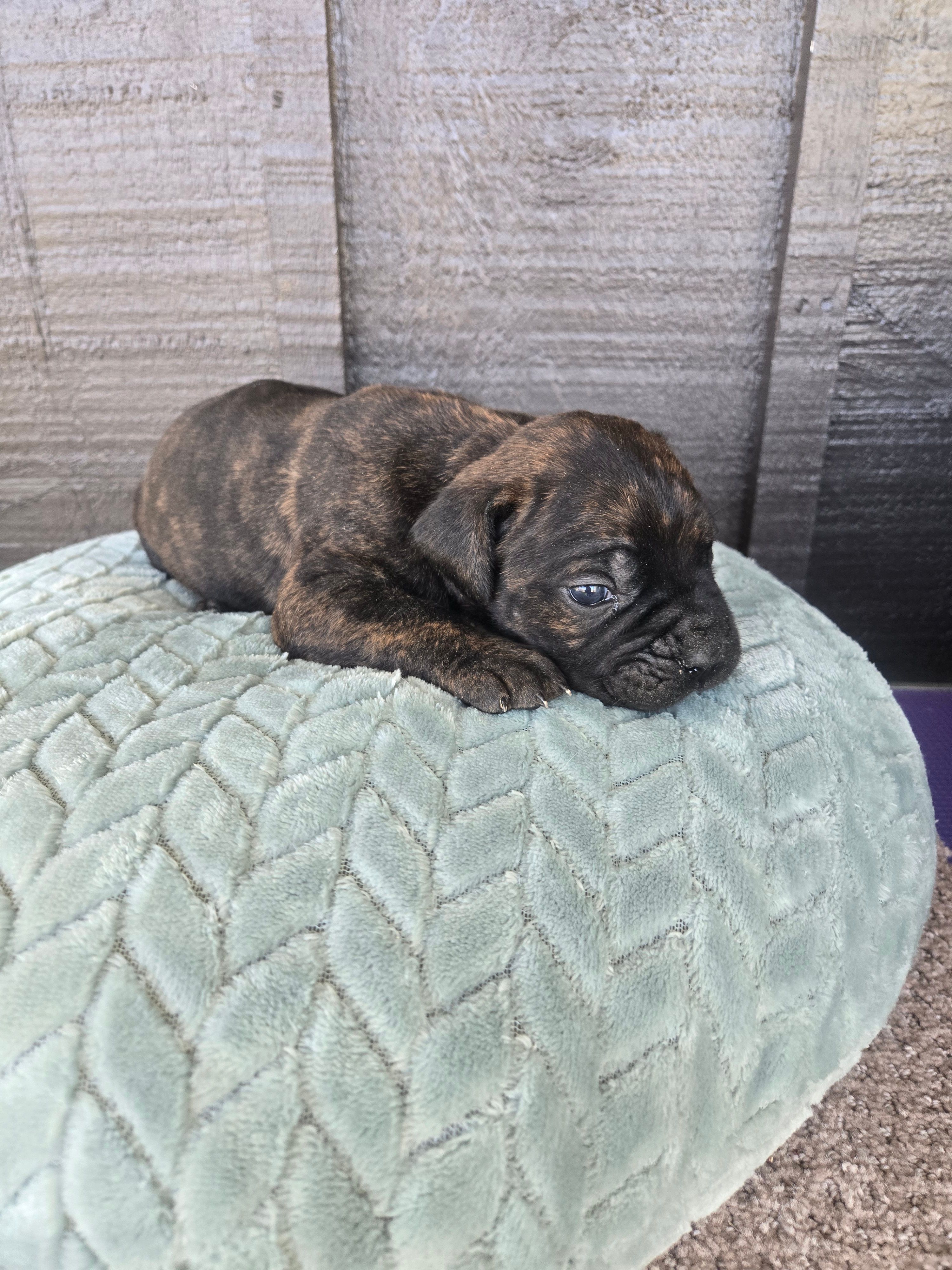 Sarge  – Cane Corso puppy for sale in Ticonderoga, NY